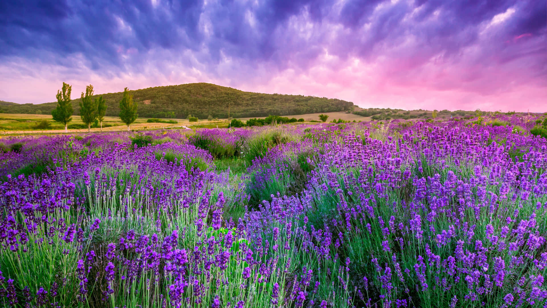 Lavender Wildflowers Field By A Mountain Background