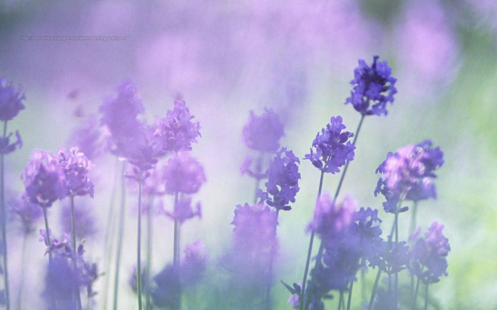 Lavenders Purple Flowers Soft Focus Shot Background