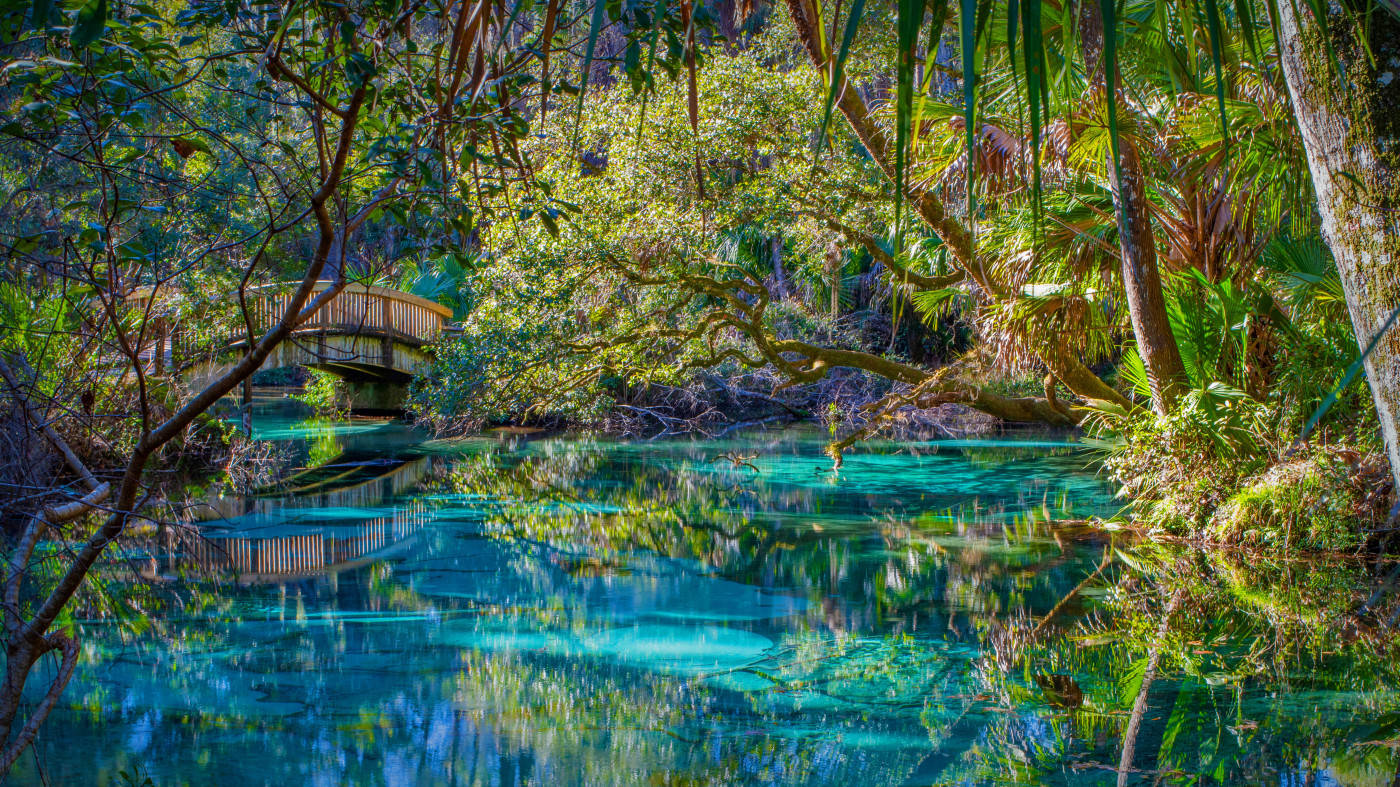 Lavish Florida Paradise Background