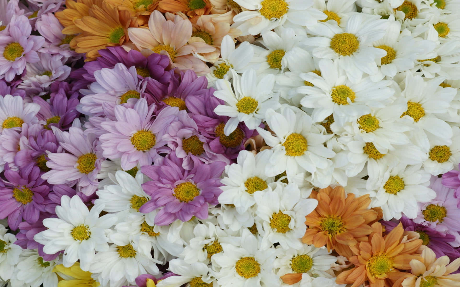 Layers Of Colorful Daisies Background