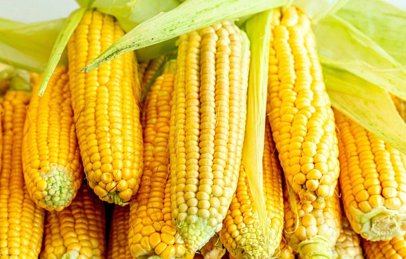 Layers Of Sweet Corns