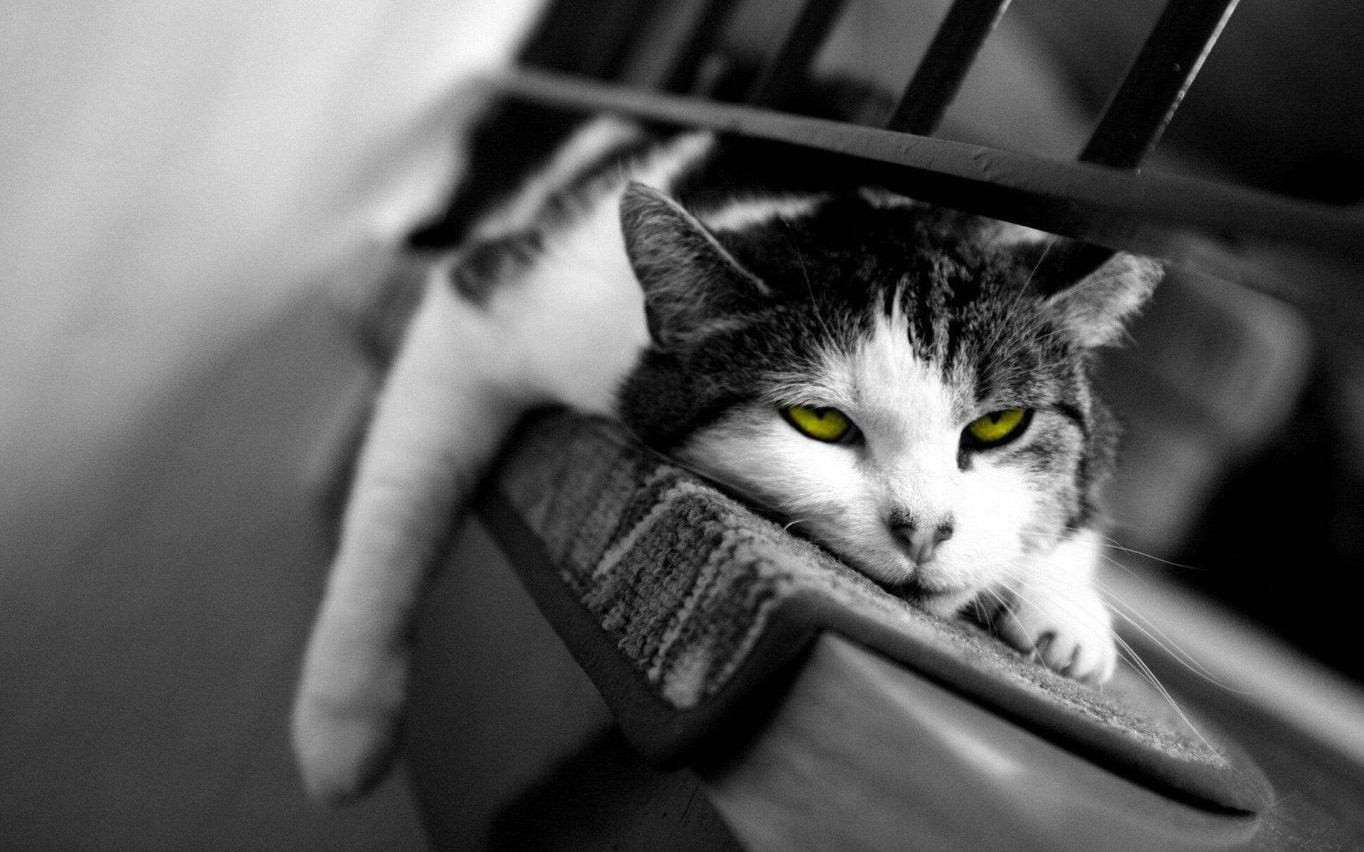 Lazy Black And White Cat Rests On A Rug Background