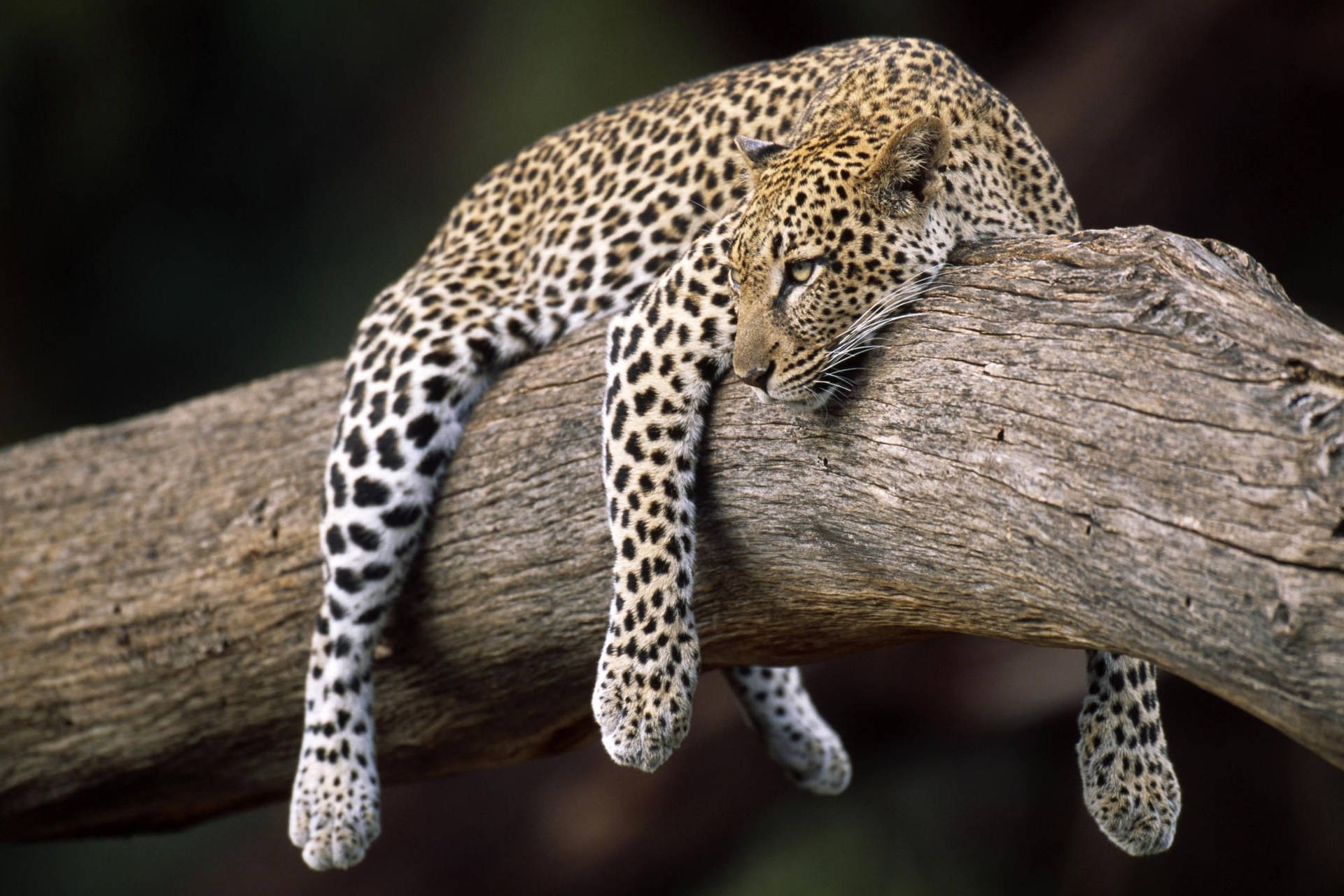 Lazy Leopard On Tree Hd Background