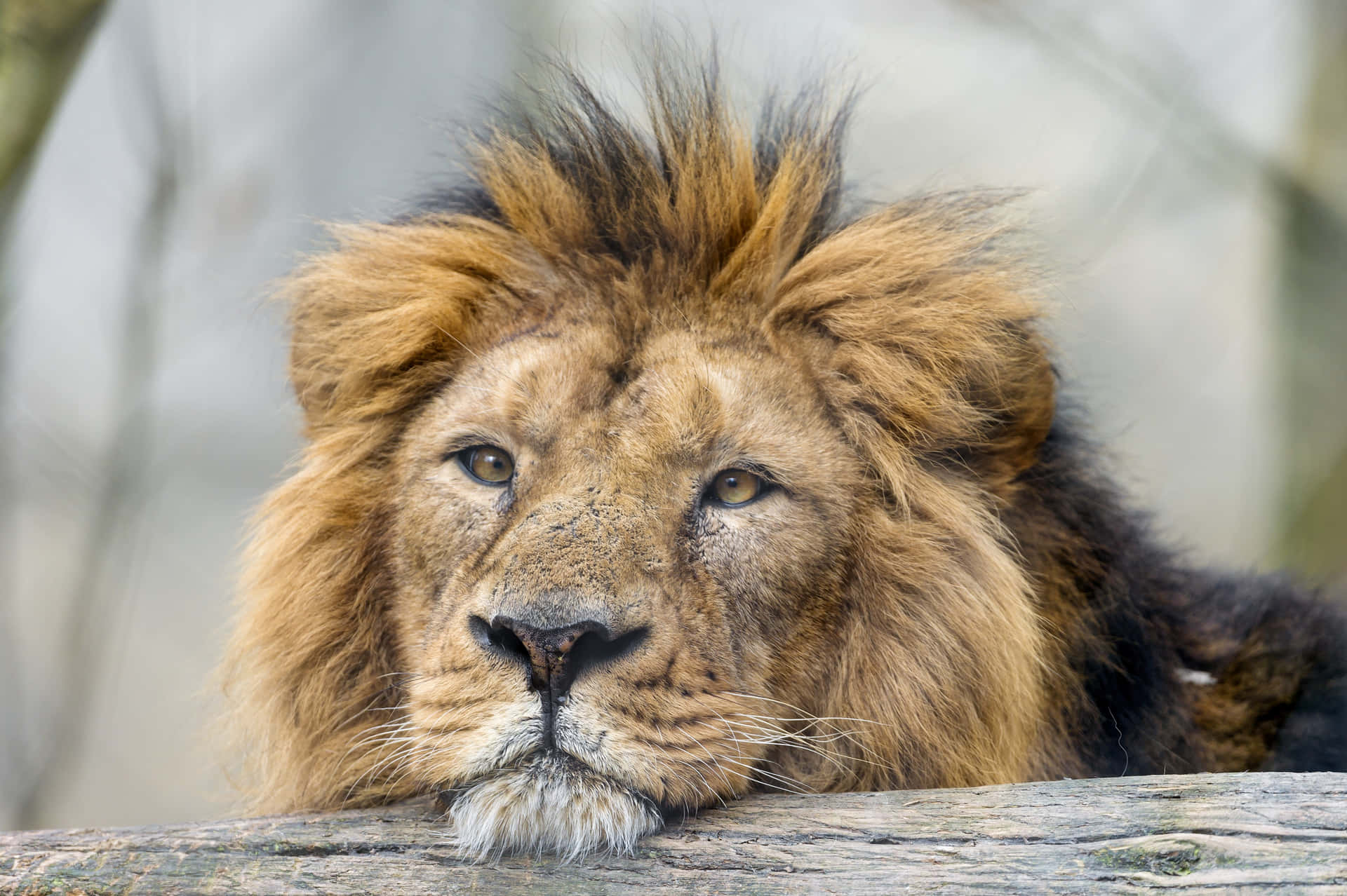 Lazy Lion Face