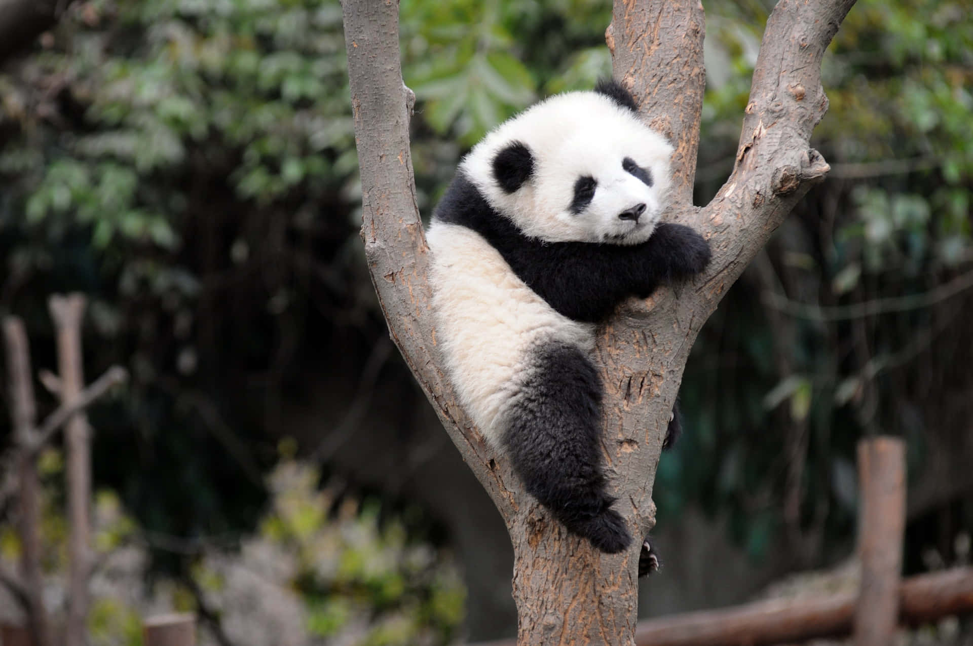 Lazy-looking Panda Laptop Background