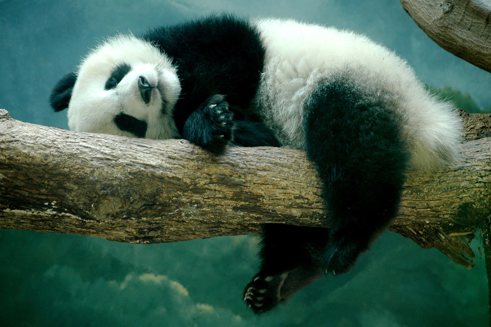Lazy Panda On The Tree Laptop Background
