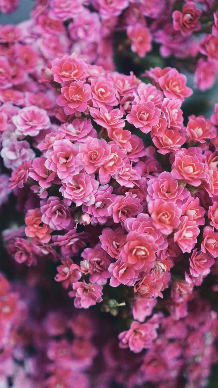 Lazy Summer Days With A Dreamy Pink Aesthetic Iphone Background