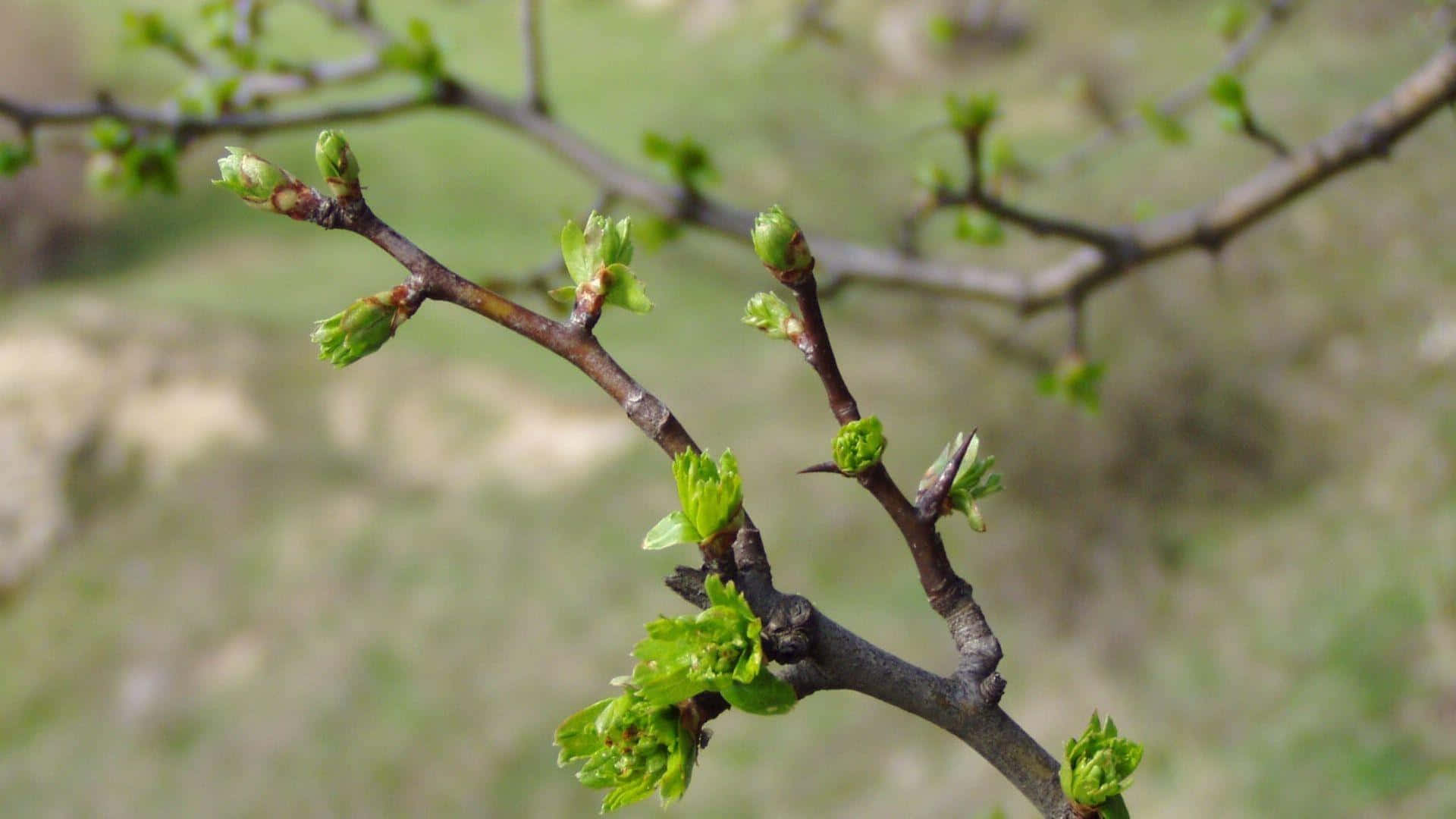 Leaf Buds On Tree Branches Background