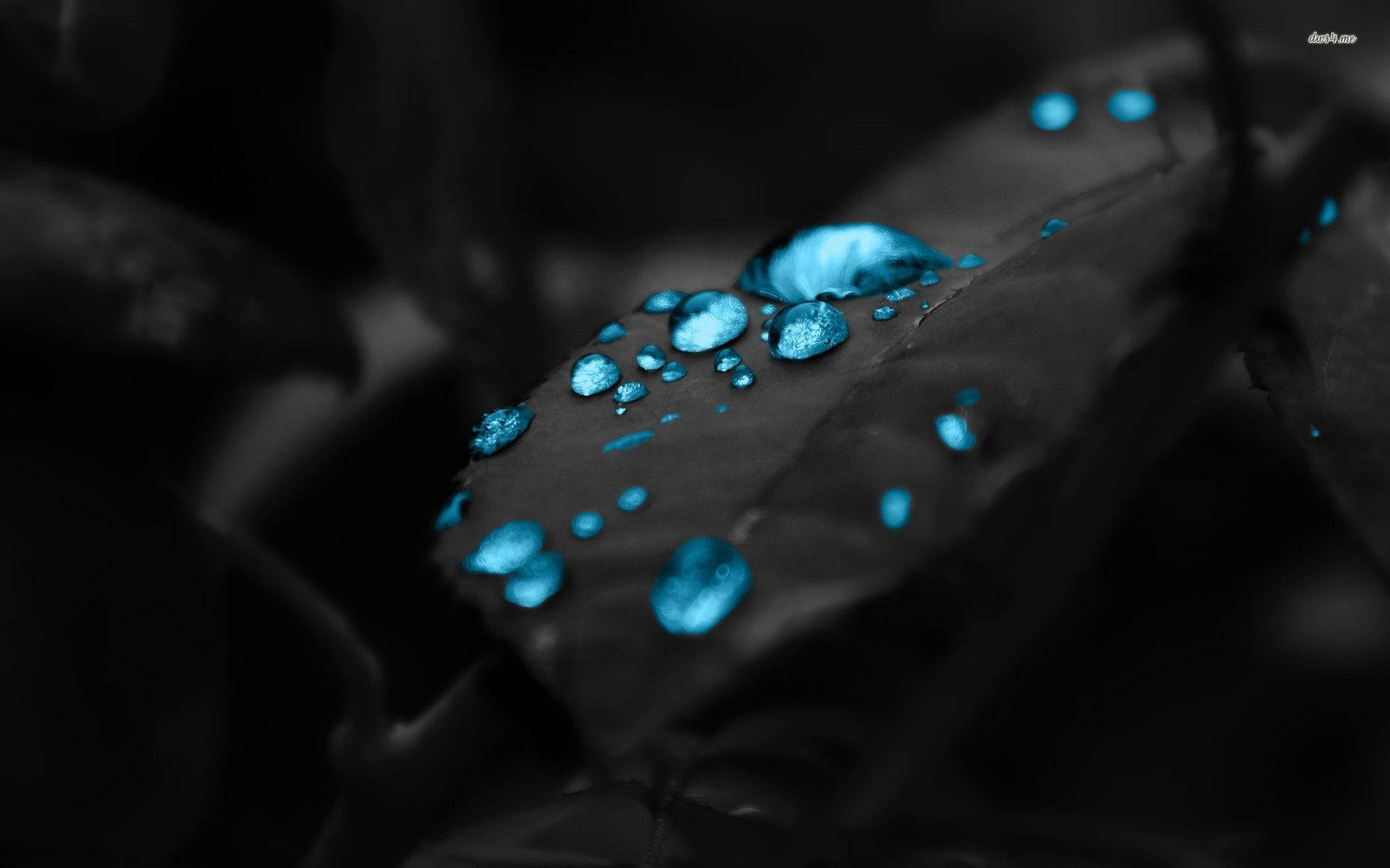 Leaf Dark Blue Droplets Background
