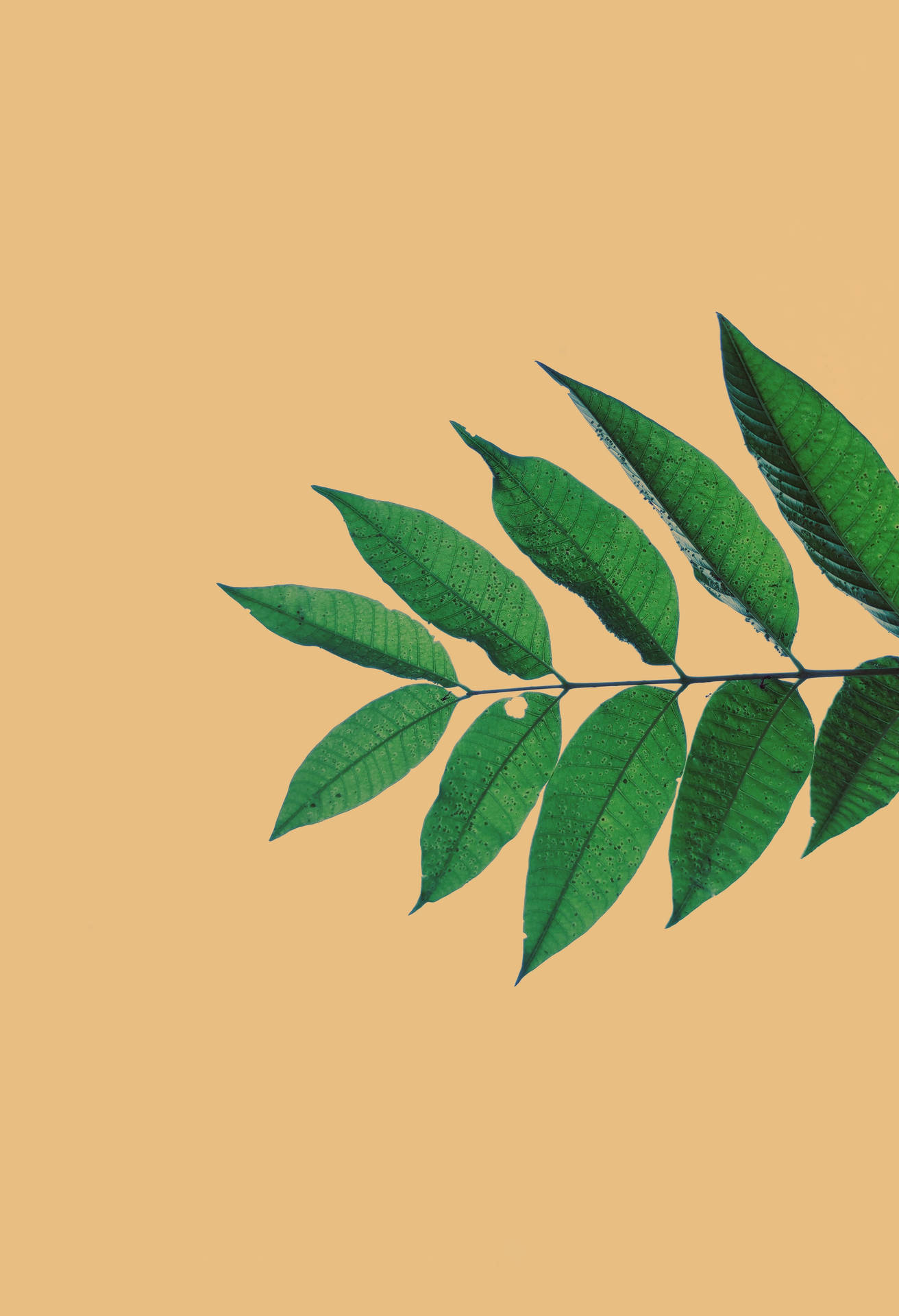 Leaf In Beige Background Background