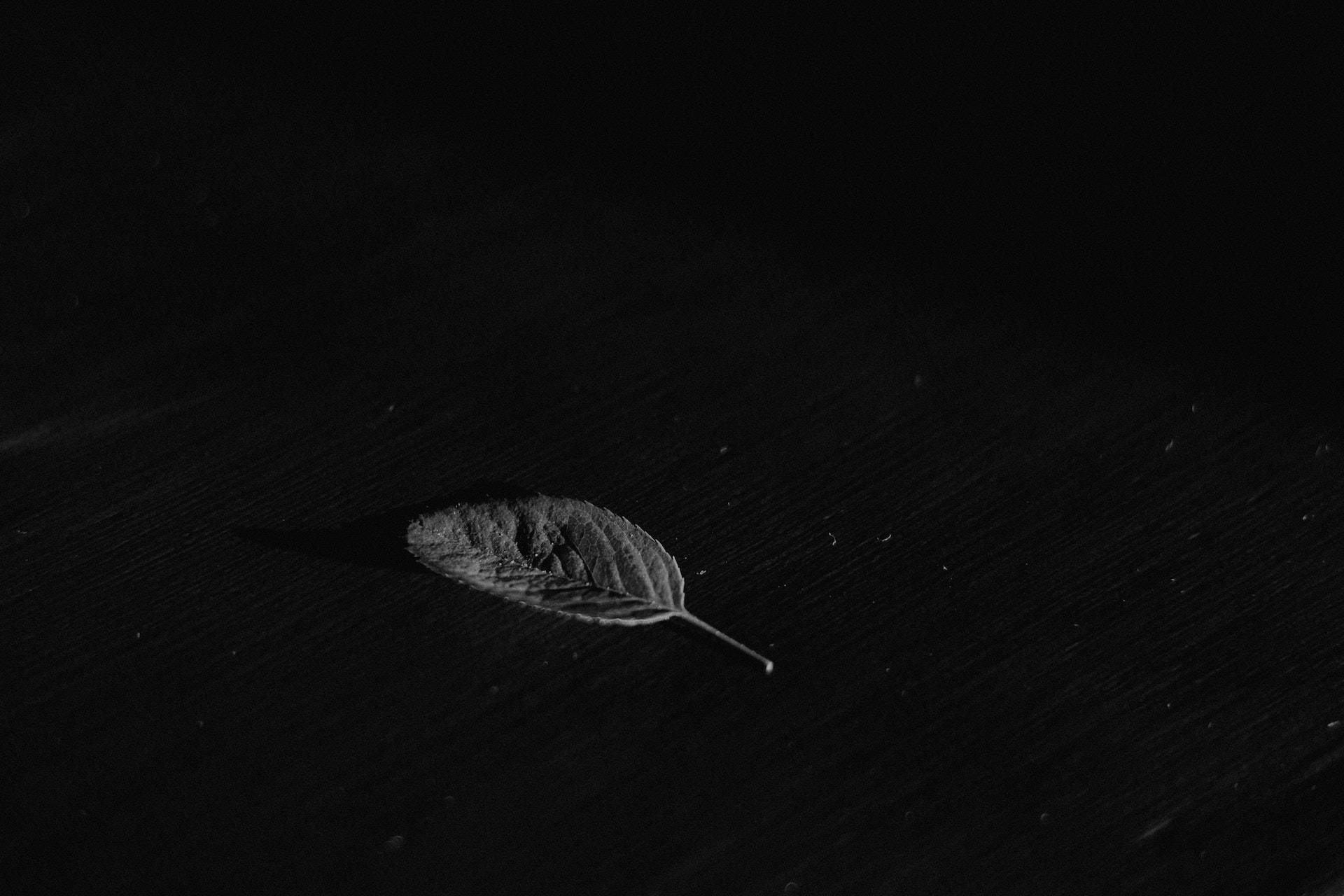 Leaf On Black Pc Background