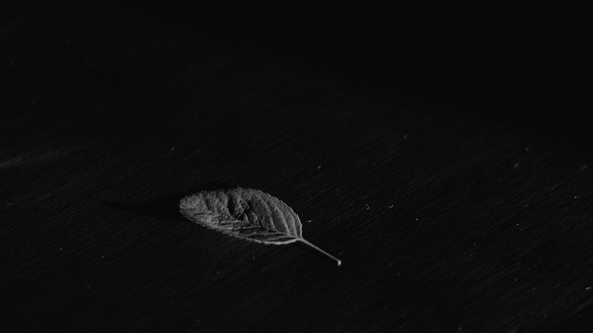 Leaf On Black Screen 4k Background