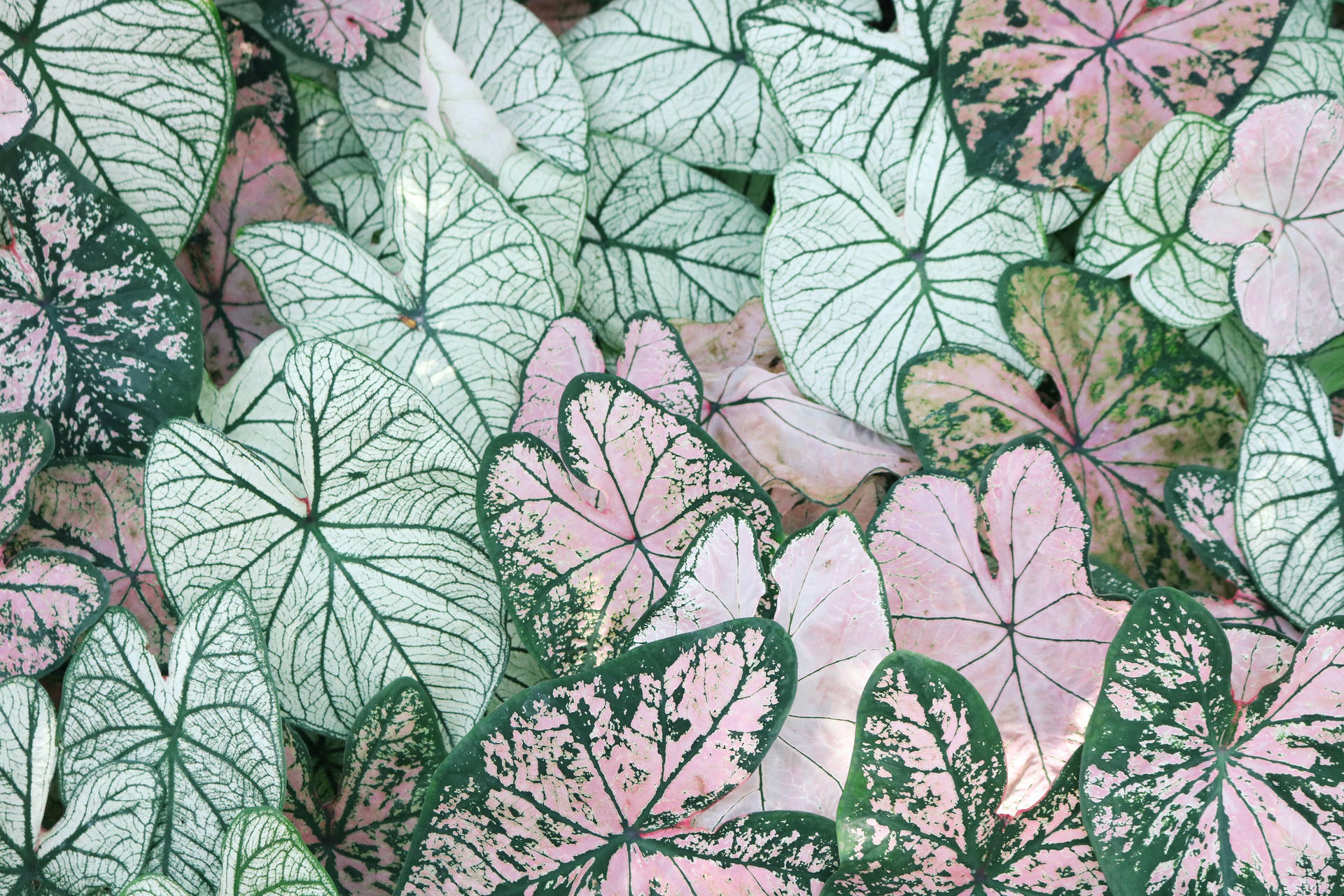 Leaf Pattern With Green Minimalist Background