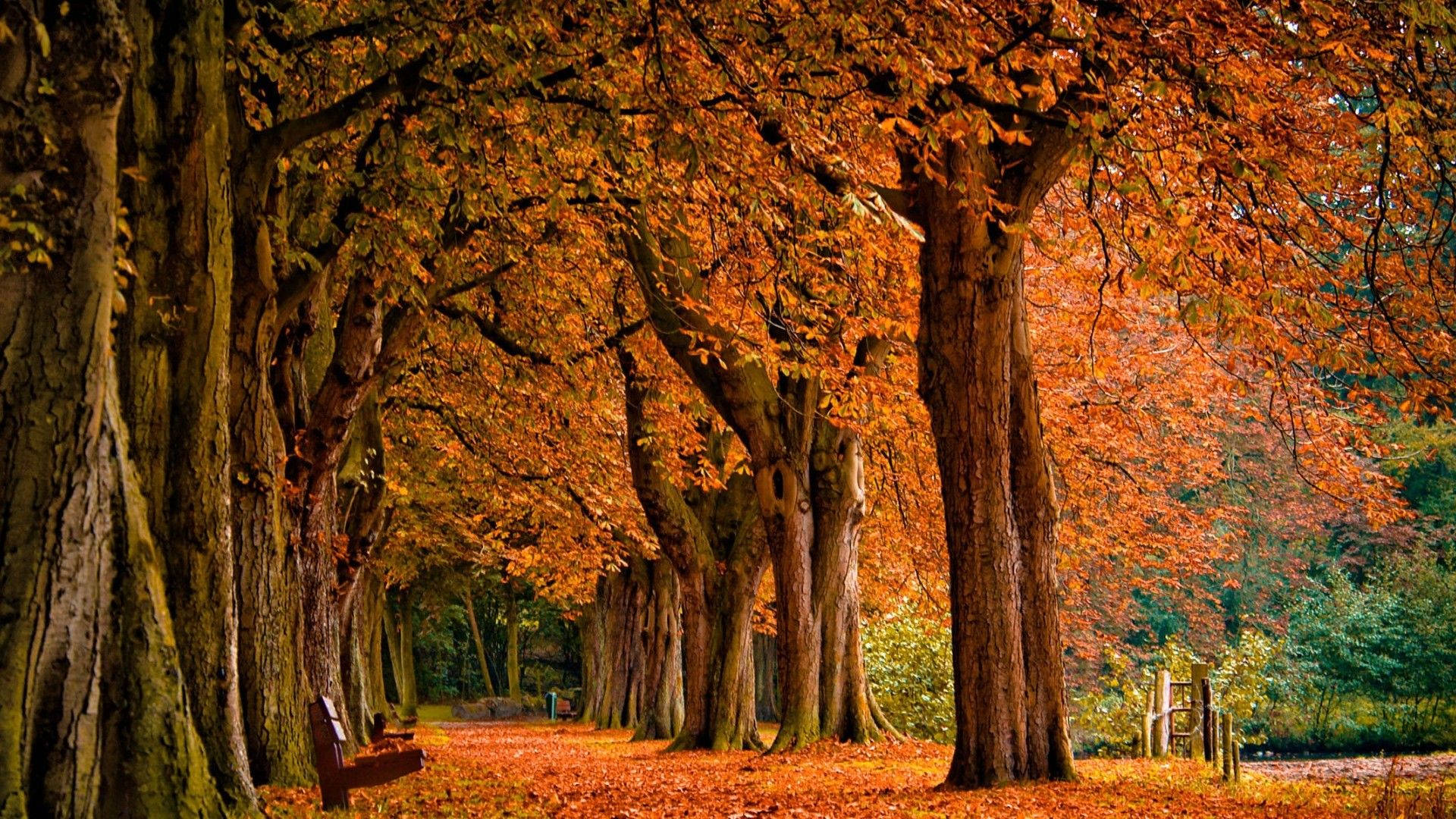 Leaf-strewn Fall Season Background