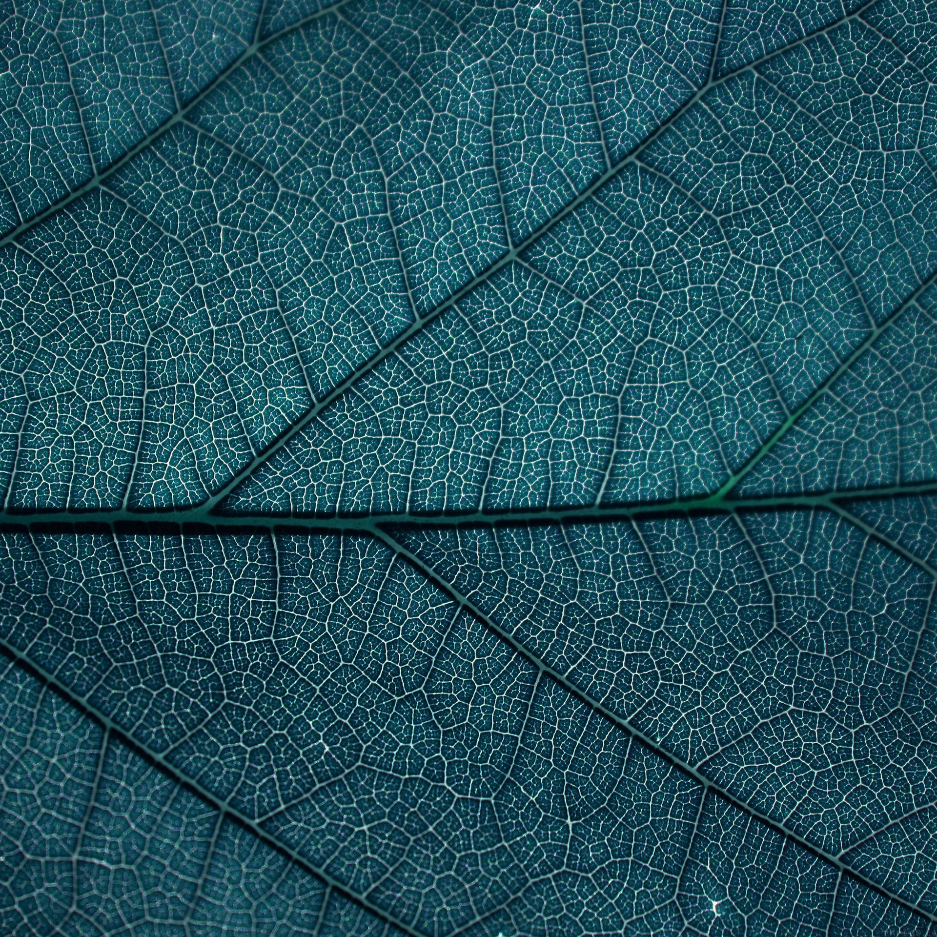 Leaf Texture Aesthetic Pattern