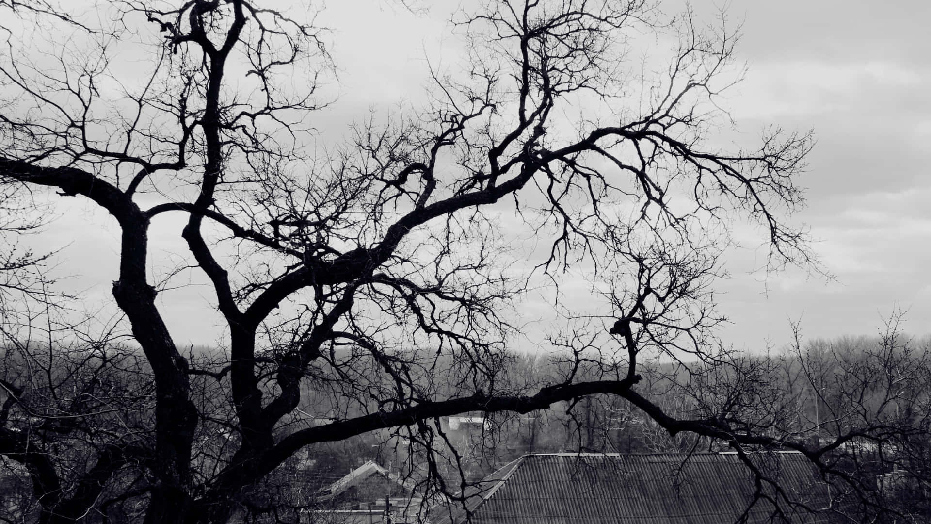 Leafless Tree Branches In Monochrome Background