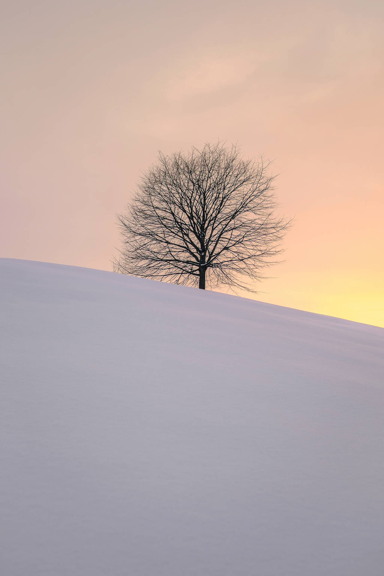 Leafless Tree Snowy Hill Background