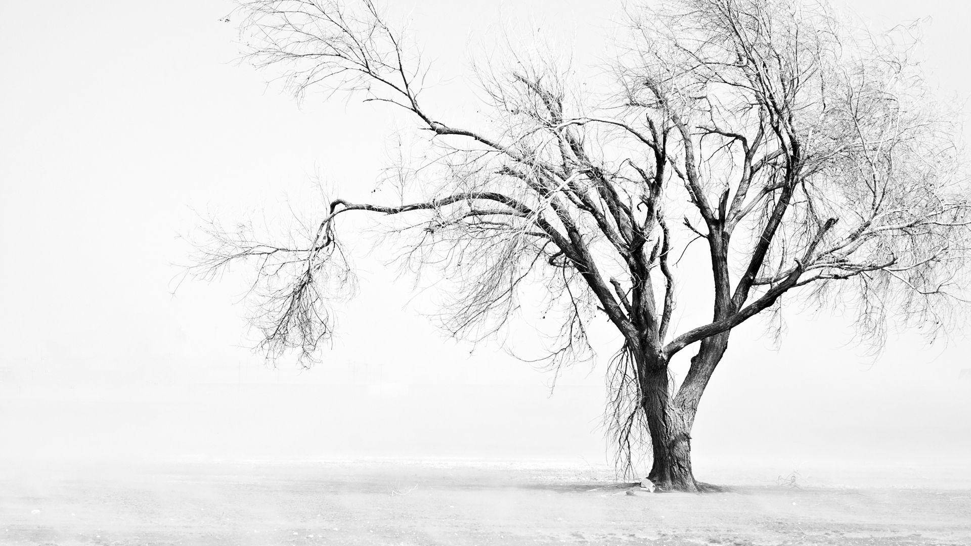 Leafless Tree White Background Background
