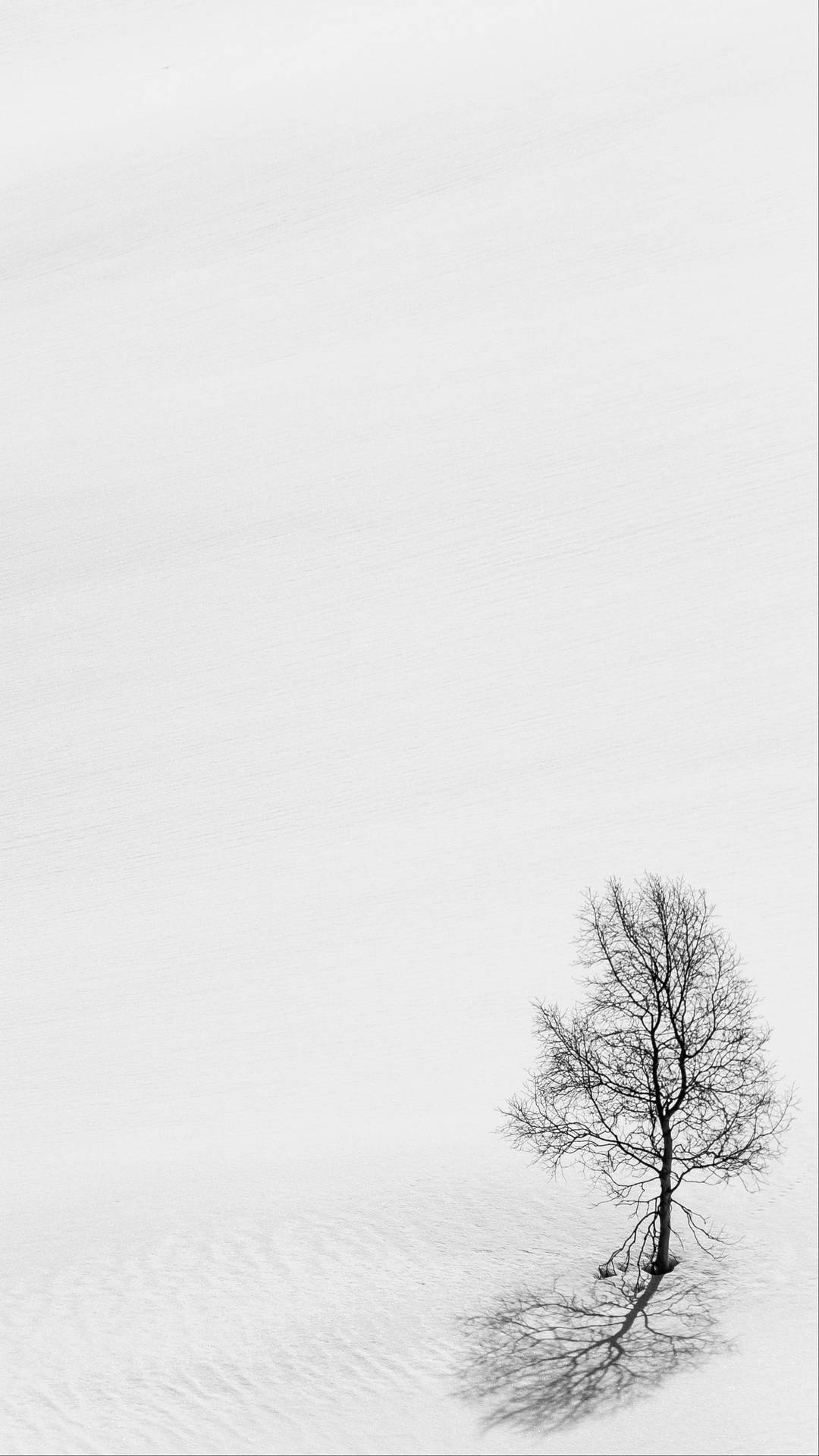 Leafless Tree White Minimalist Background