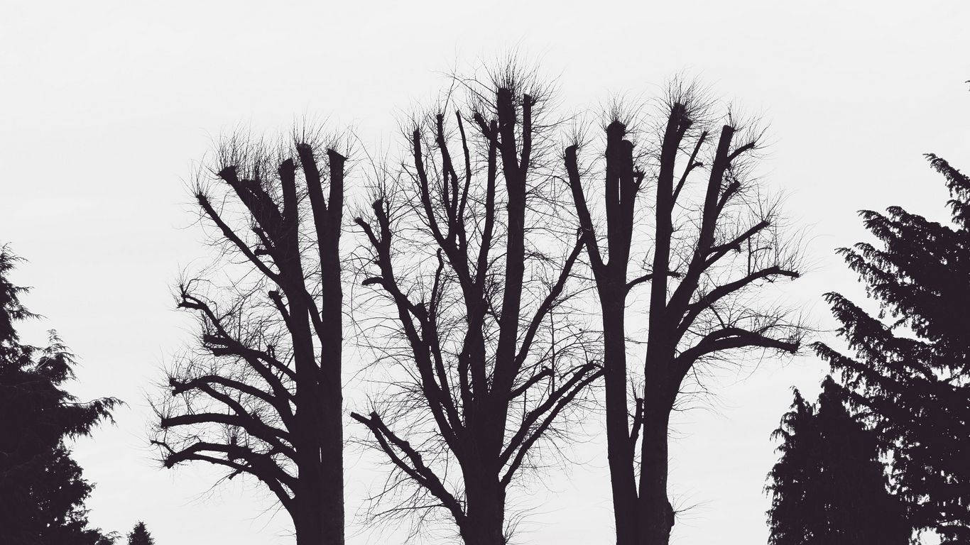 Leafless Trees Aesthetic Black And White Laptop Background