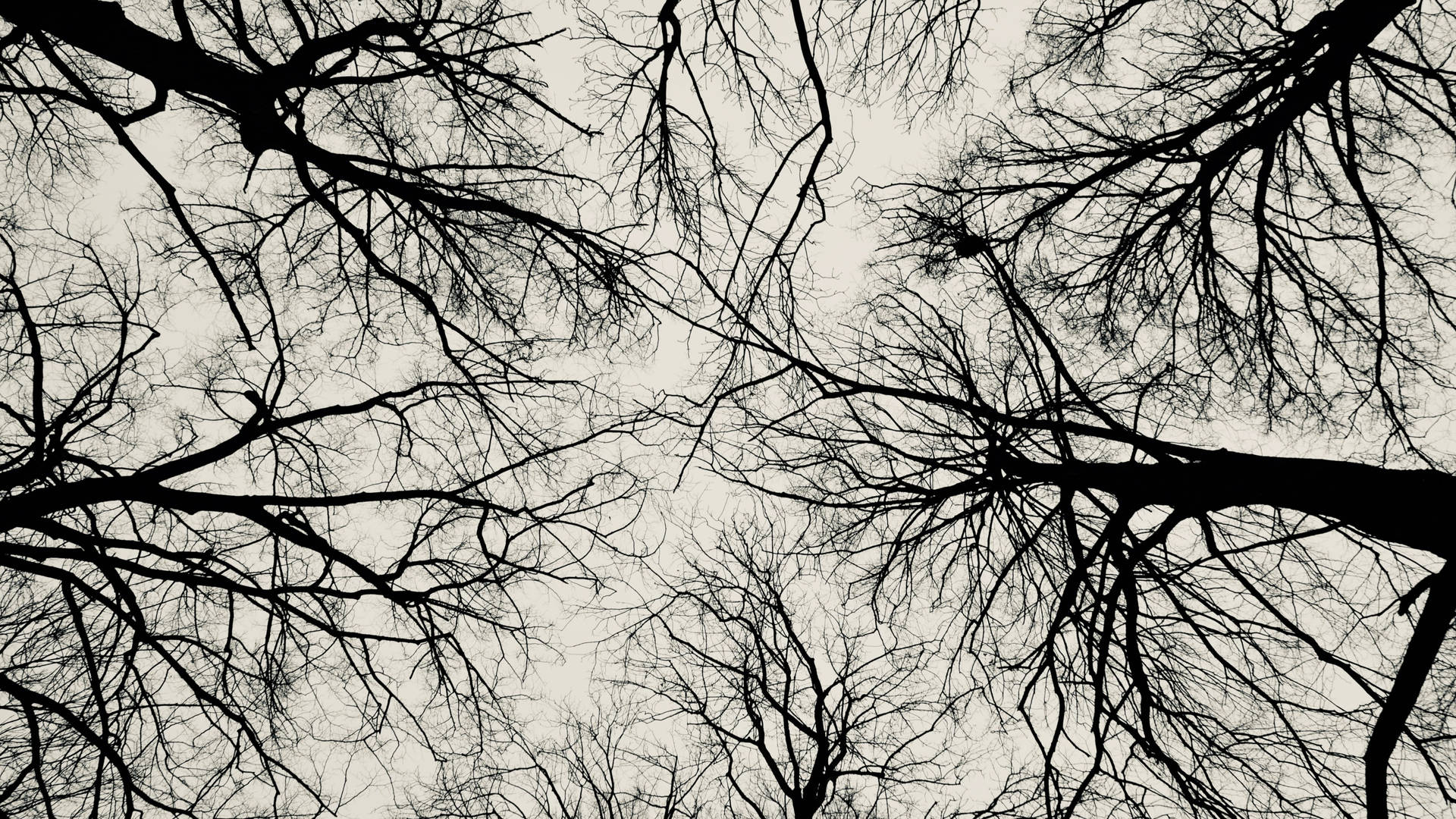 Leafless Trees Black Aesthetic Background