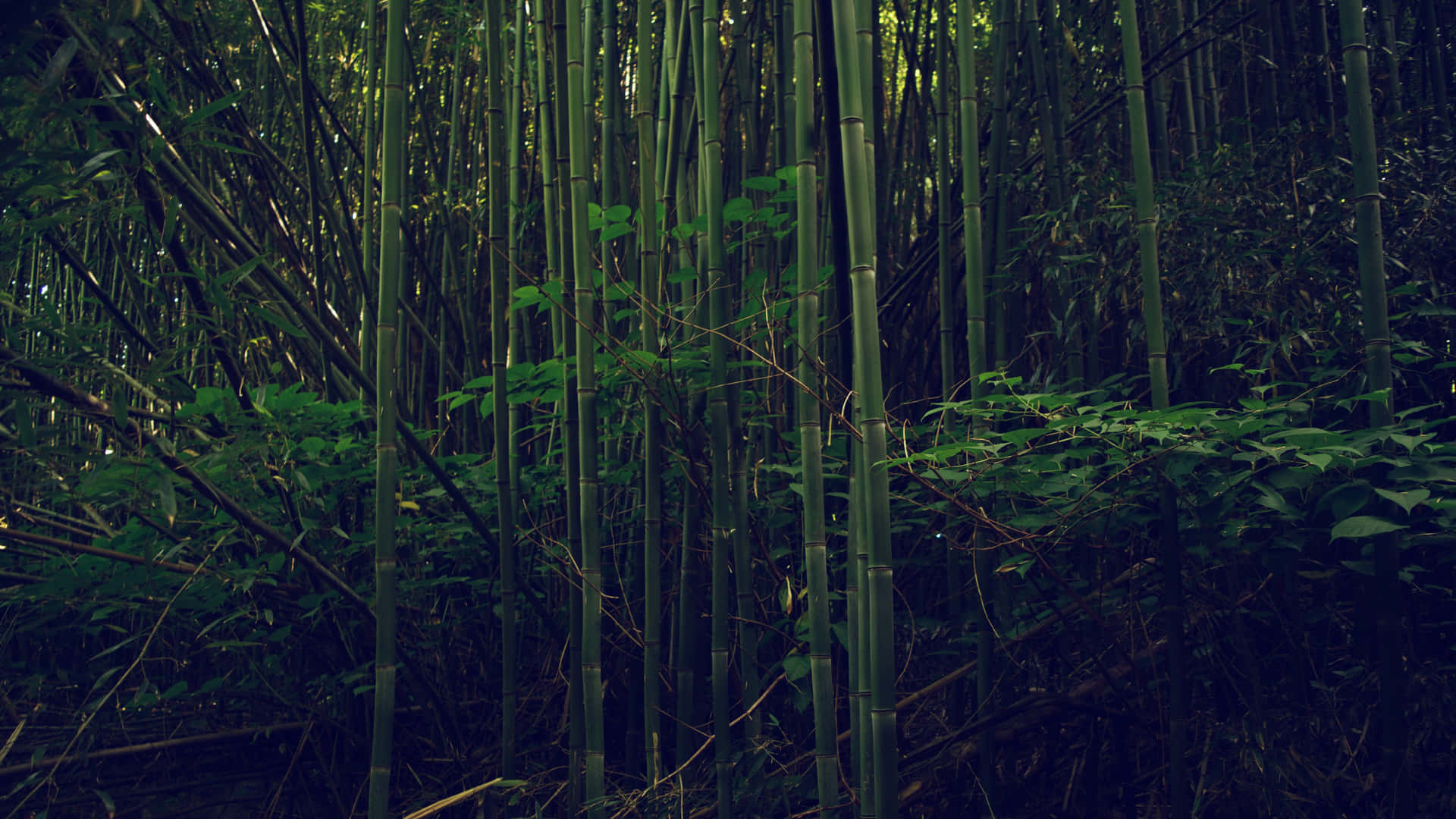 Leafy Bamboo Forest Background