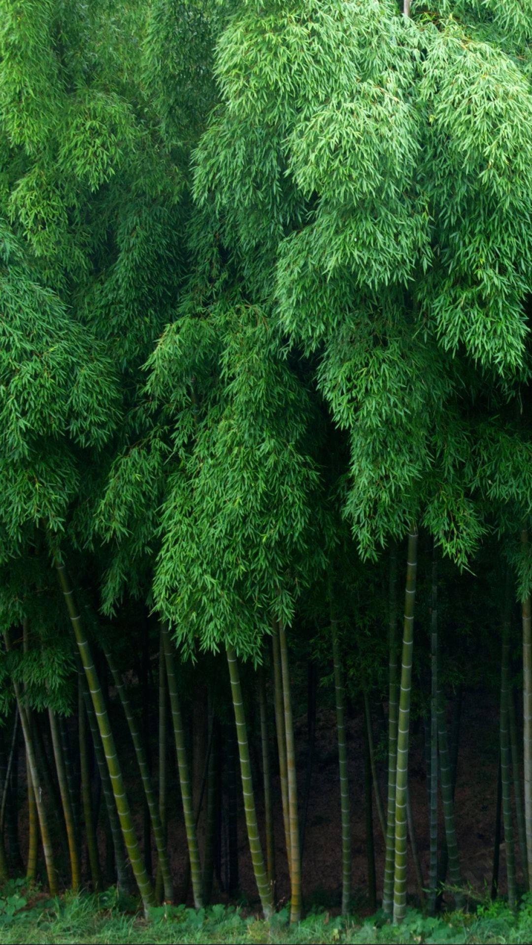 Leafy Bamboo Forest Iphone Background