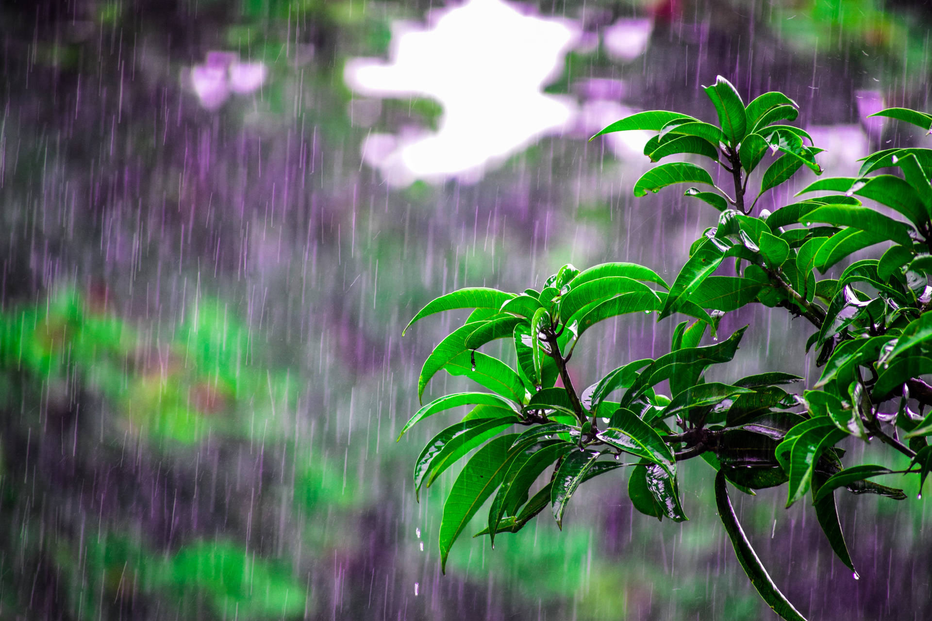 Leafy Branches With Beautiful Rain Background