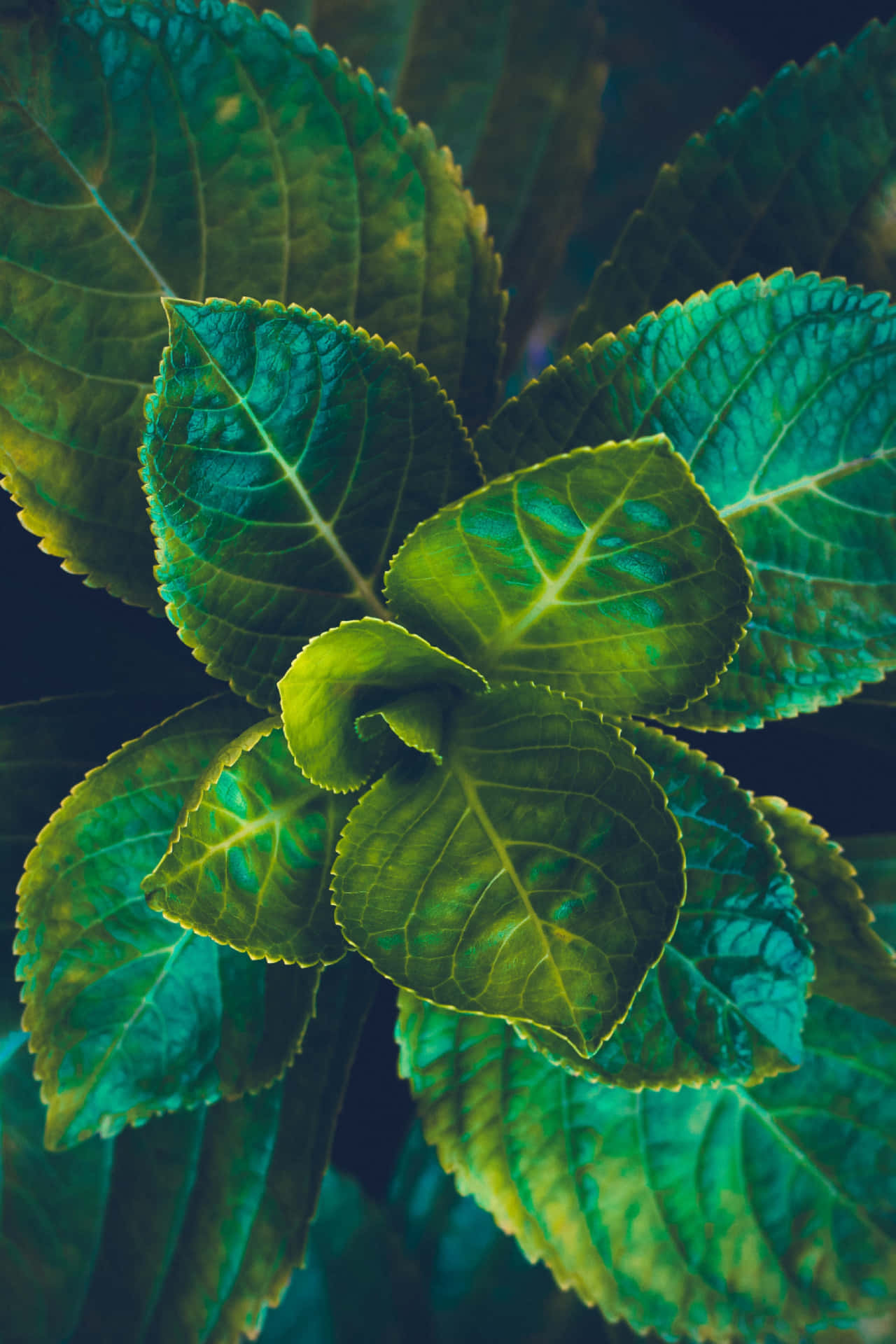 Leafy Plant Phone Background