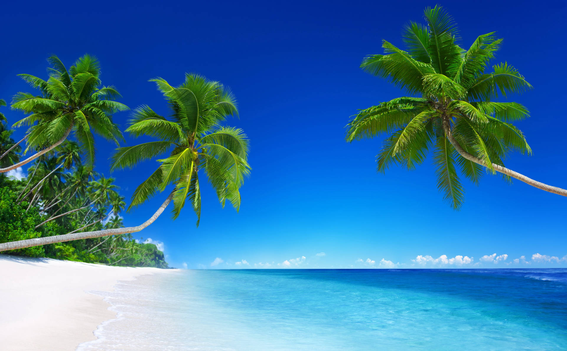 Leaning Coconut Trees Tropical Desktop