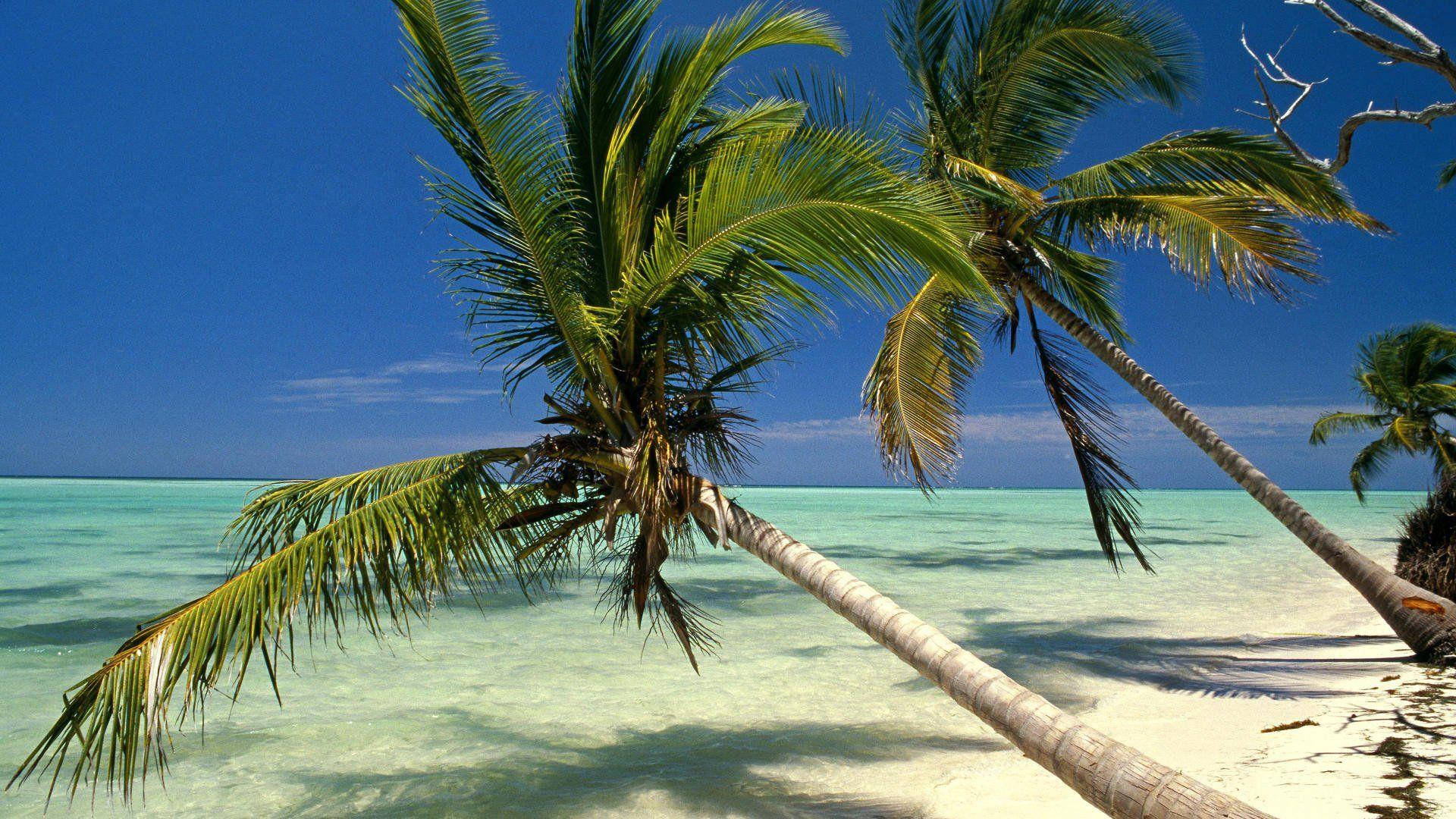 Leaning Dominican Republic Palm Trees