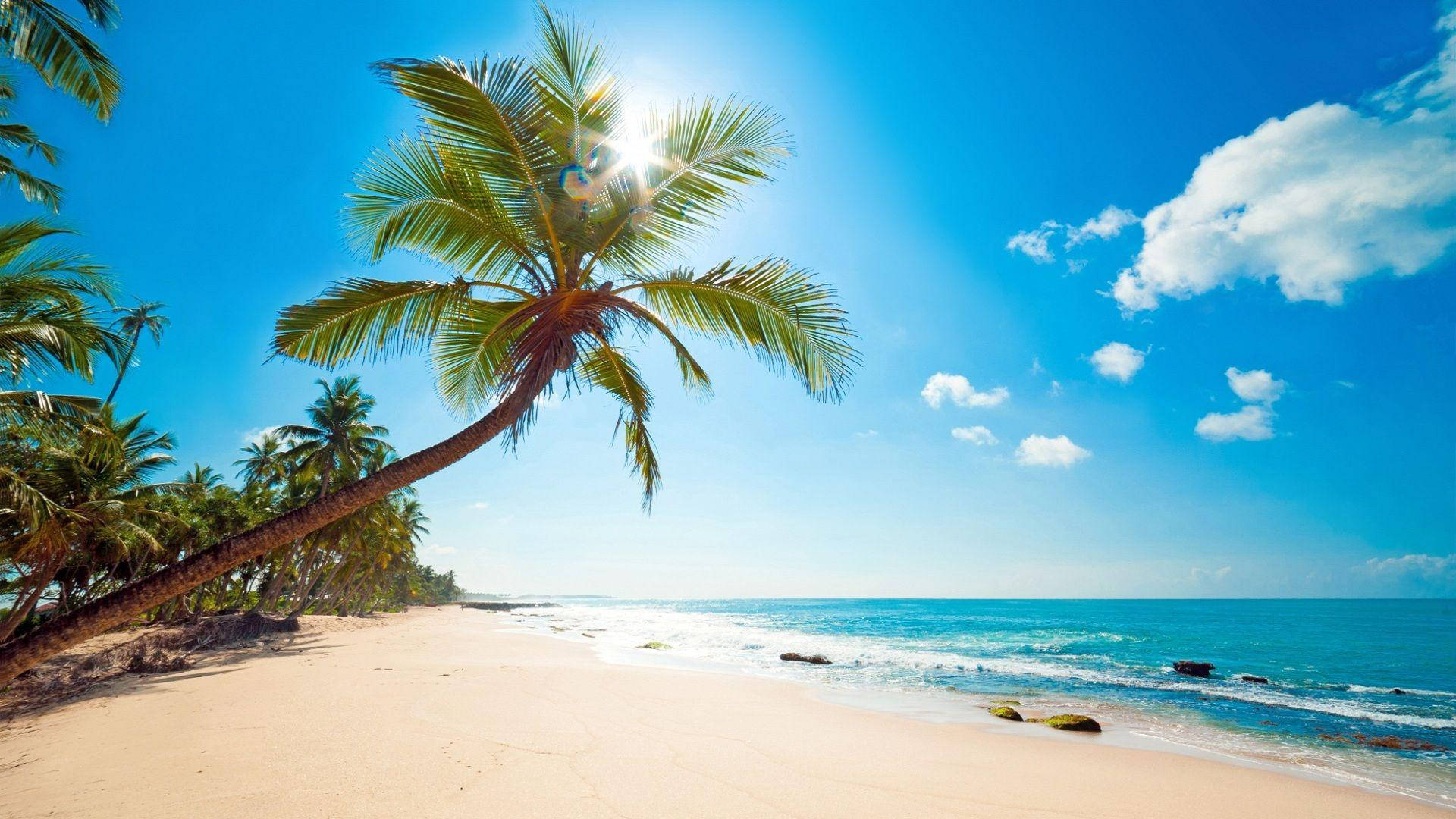 Leaning Palm Tree Tonga Beach Background