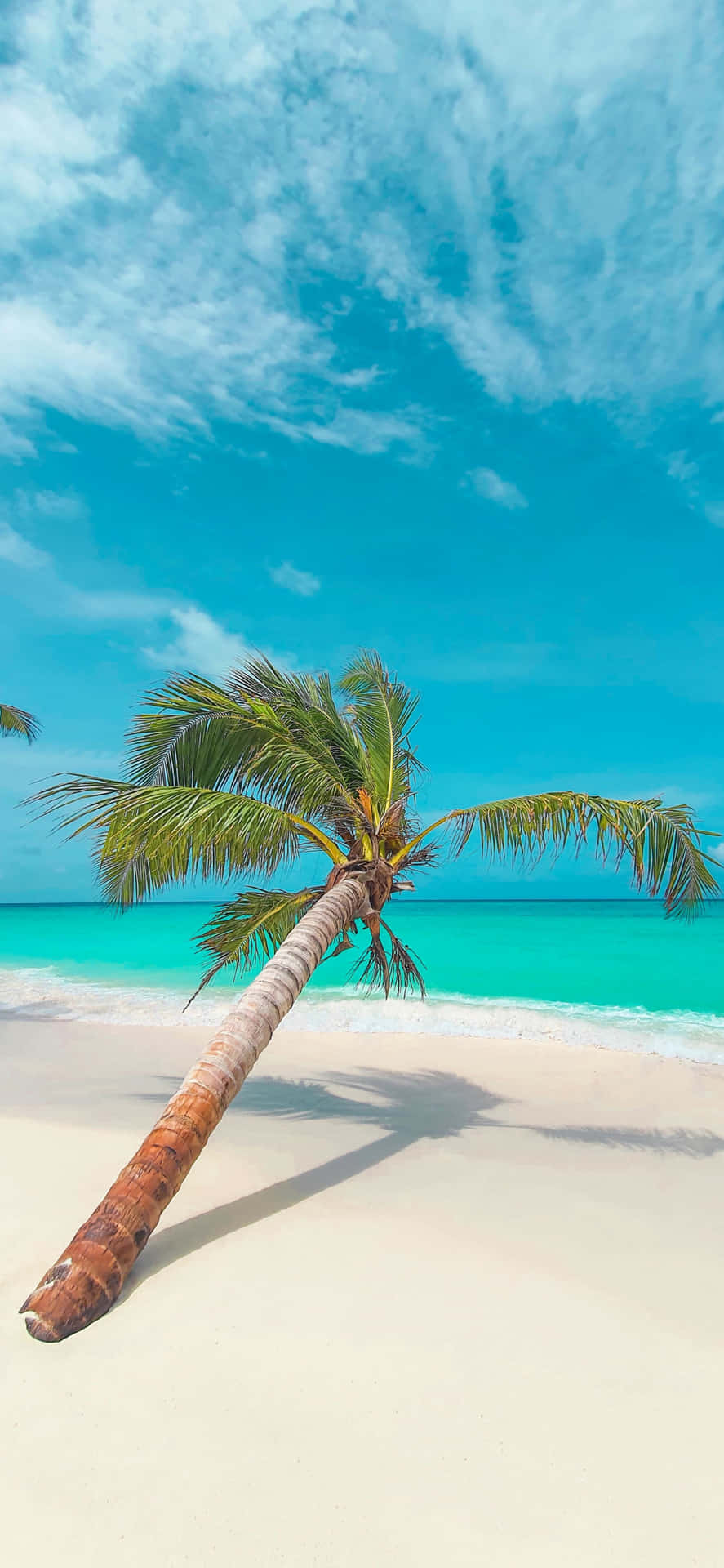 Leaning Palm Trees Beach Blue Sky Background