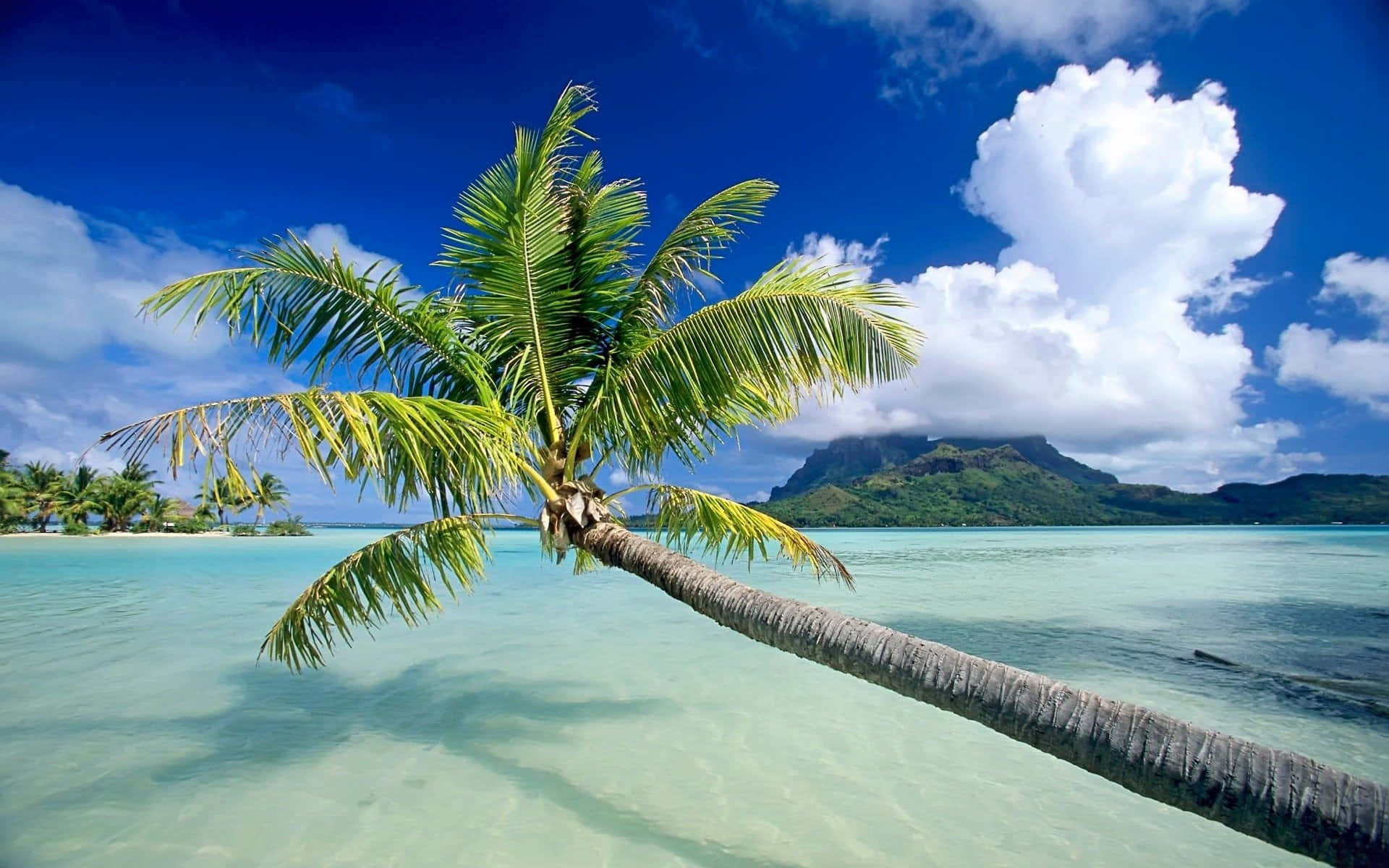 Leaning Palm Trees Summer Paradise Beach Background