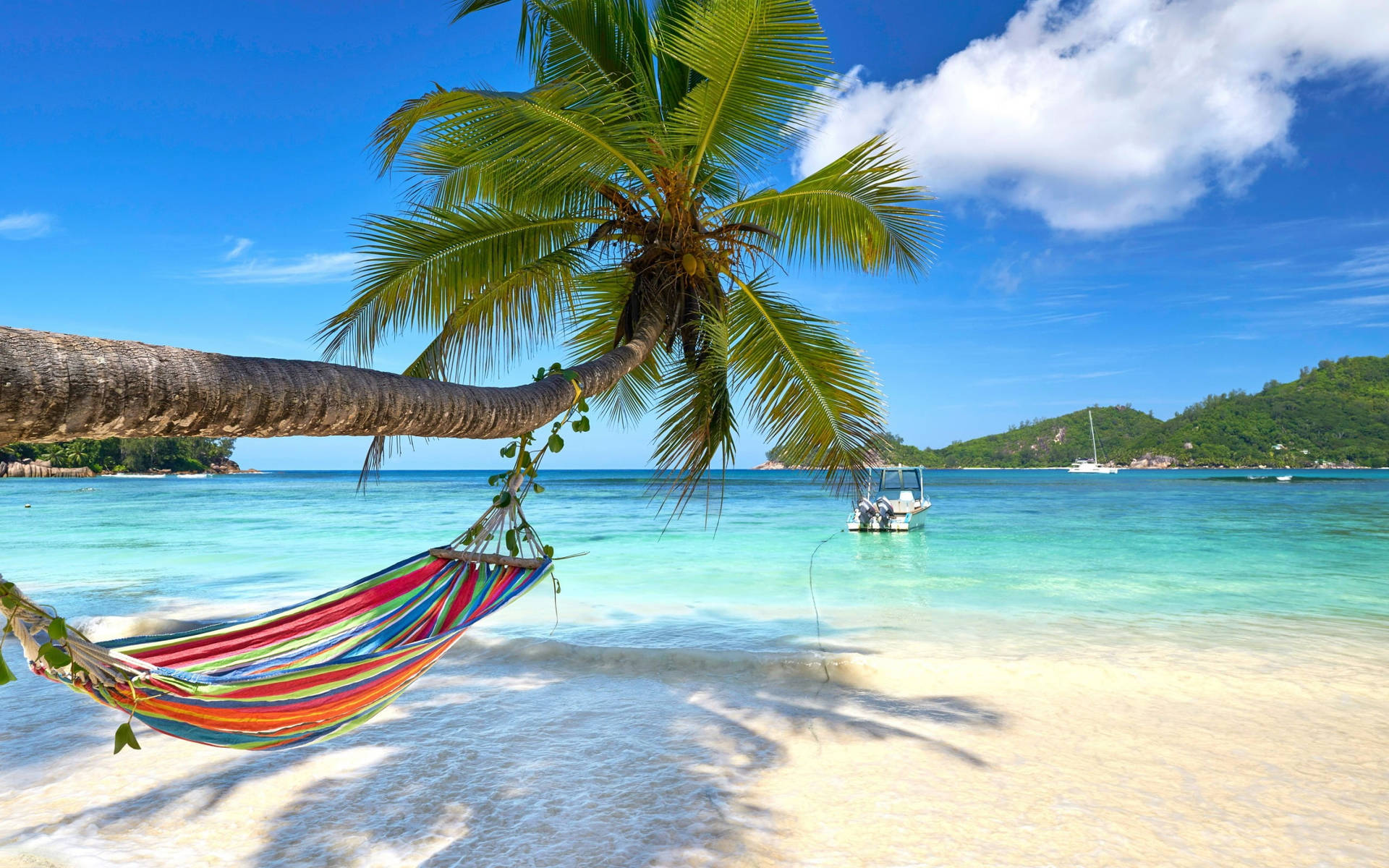 Leaning Tree With Hammock Tropical Desktop Background