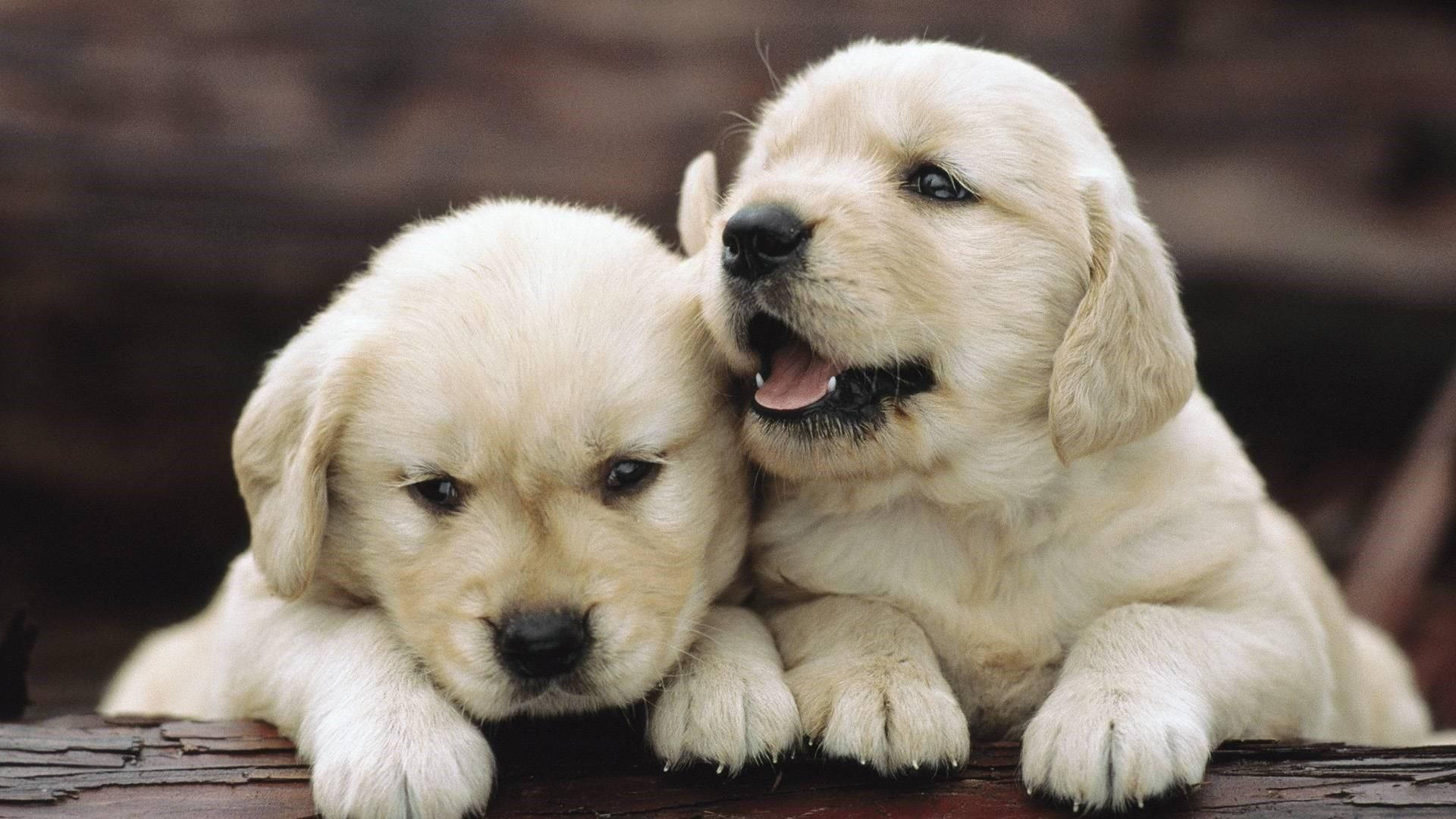 Leaning White Puppies Background