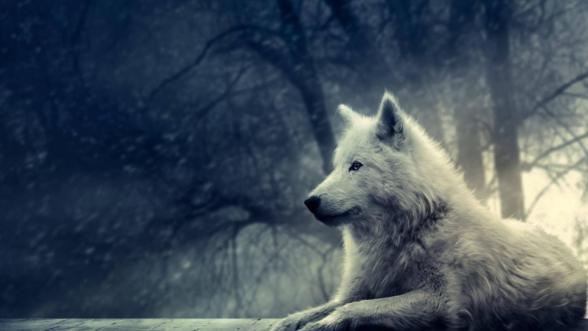 Leaning Wolf Desktop Background