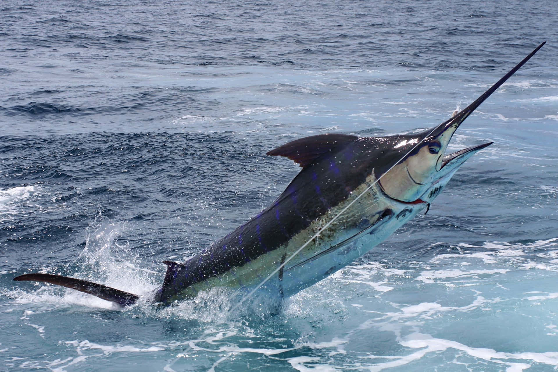 Leaping Atlantic Marlin.jpg Background