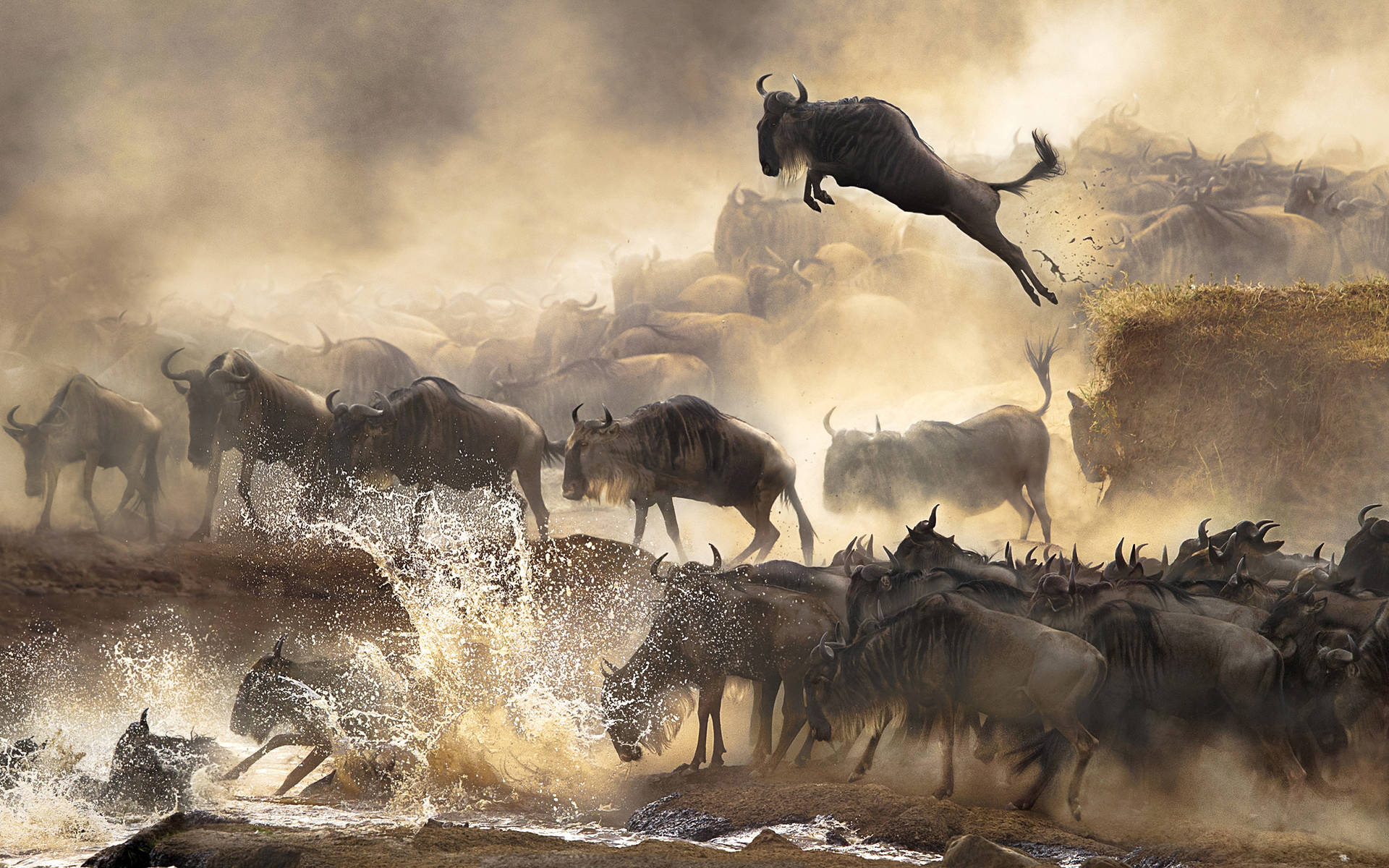 Leaping Buffalo In Stampede Background