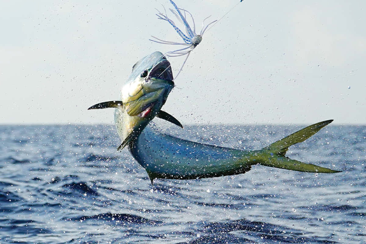 Leaping Mahi Mahi Catching Lure Background