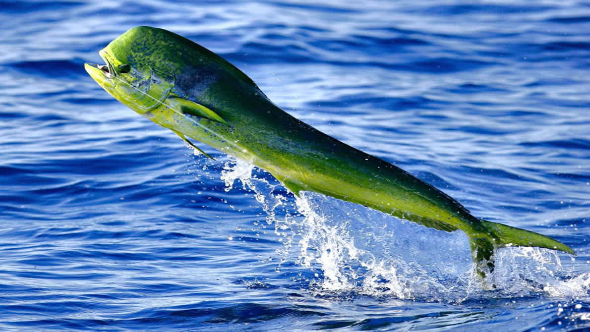 Leaping Mahi Mahi Ocean Splash Background