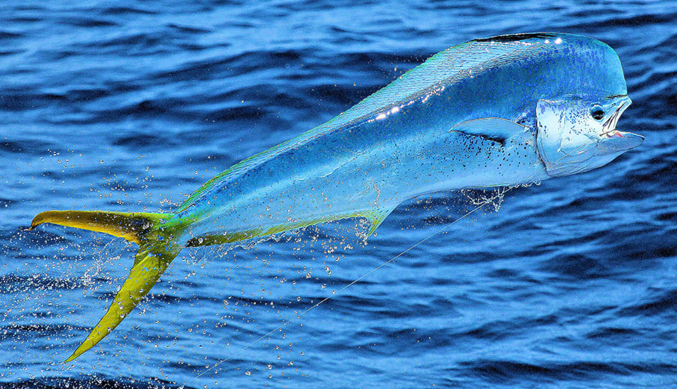 Leaping Mahi Mahi Ocean Splash