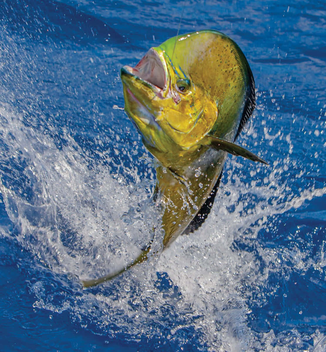 Leaping Mahi Mahi Splash Background