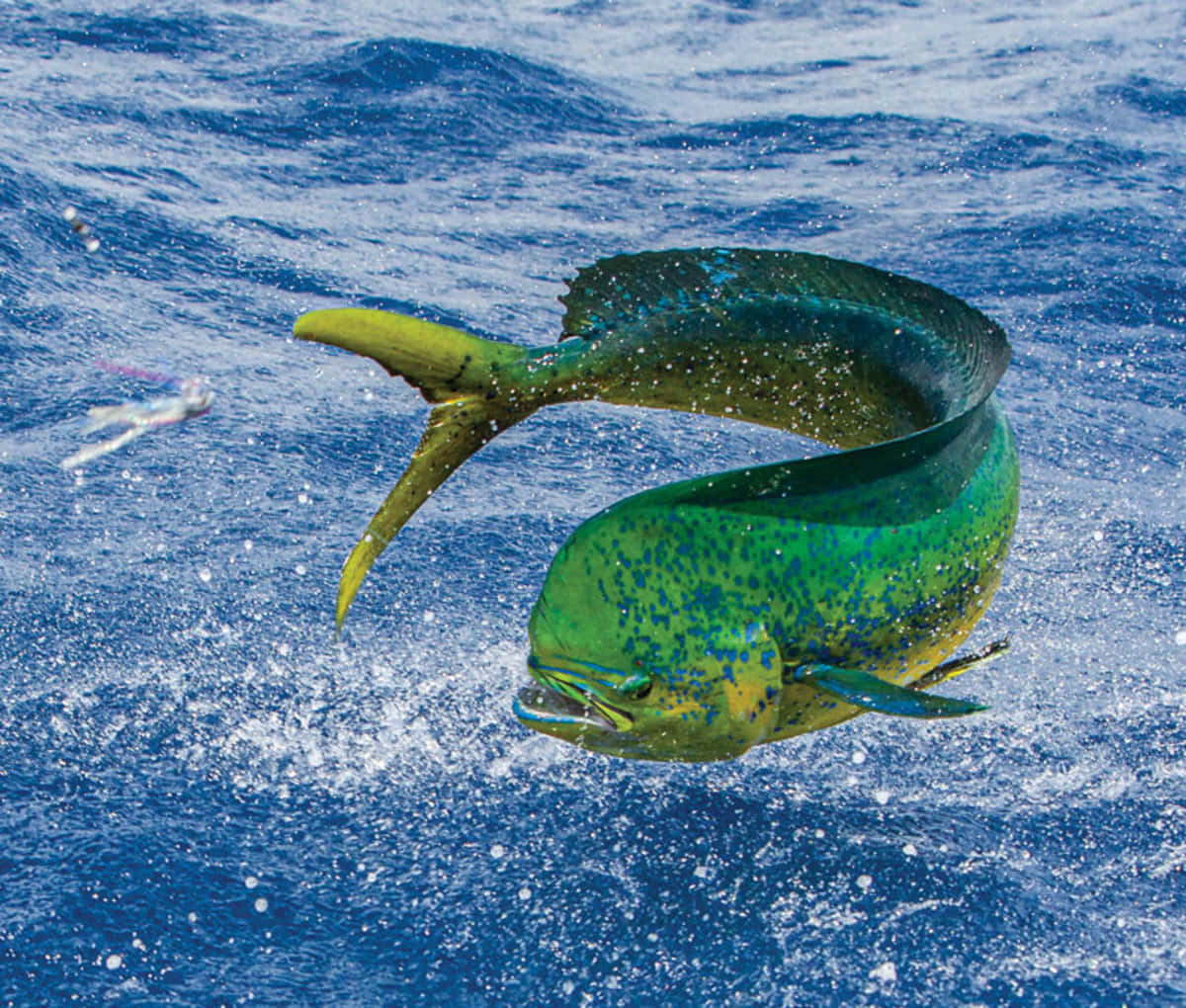 Leaping Mahi Mahi Background