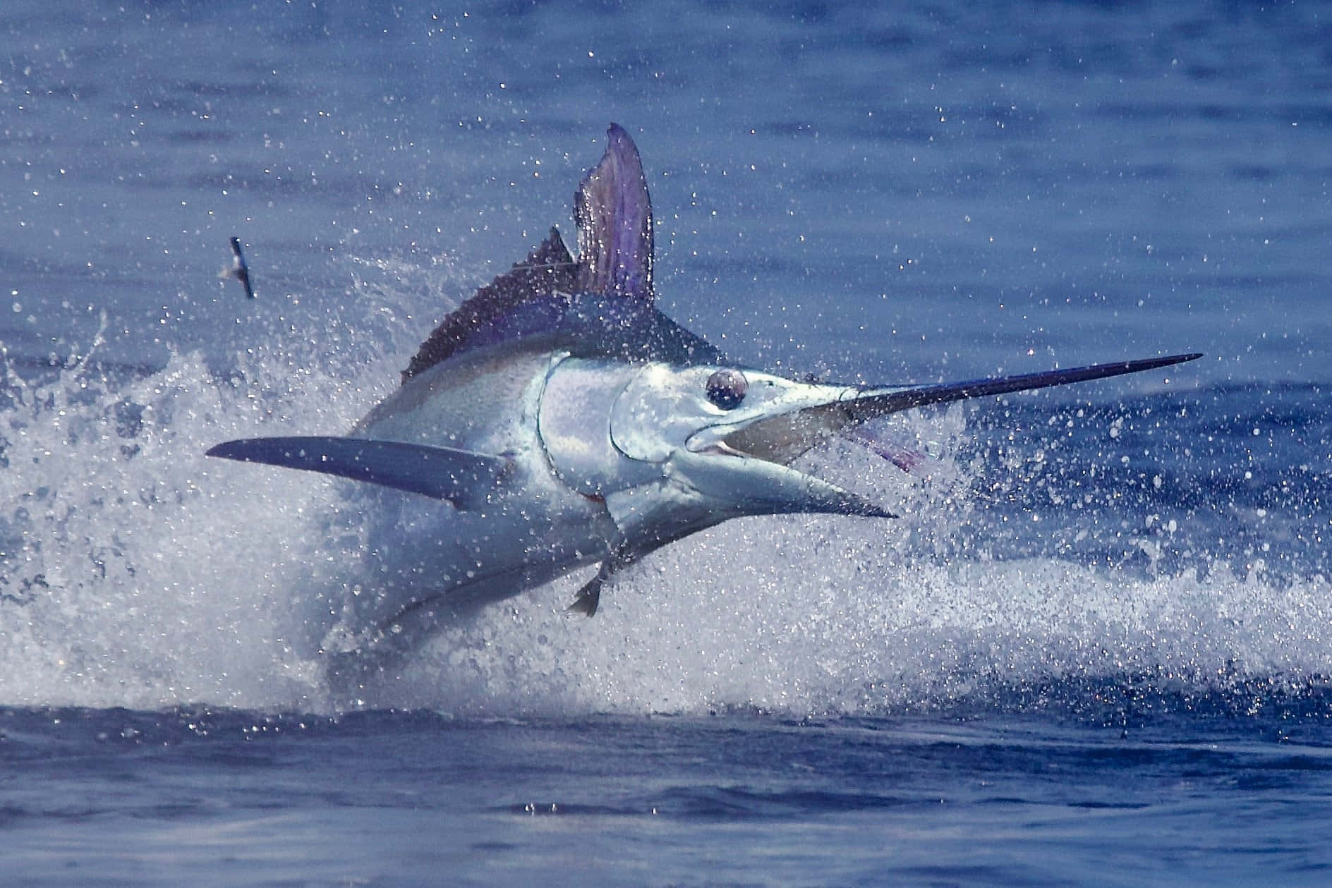 Leaping Marlin Action