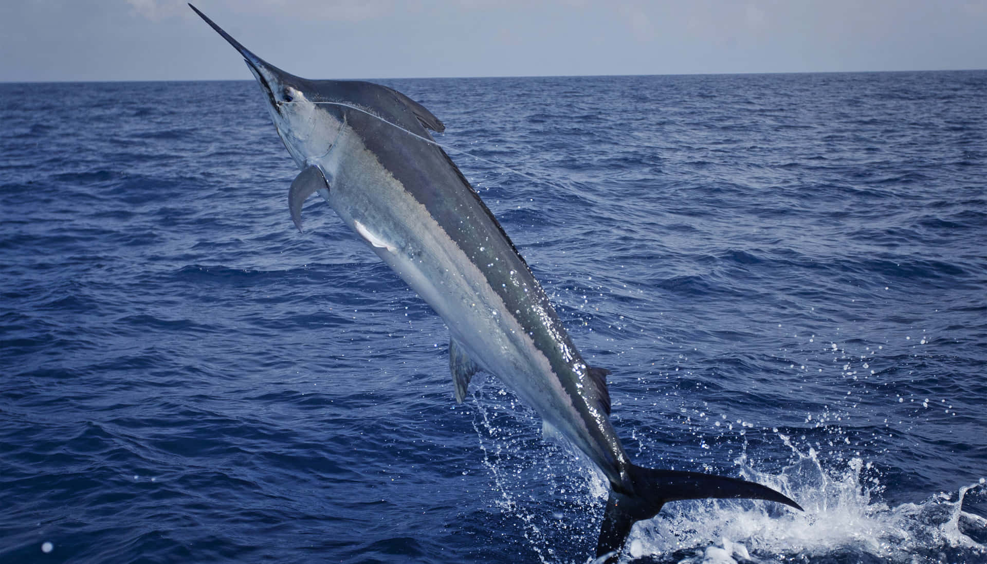 Leaping Marlin Blue Ocean Background