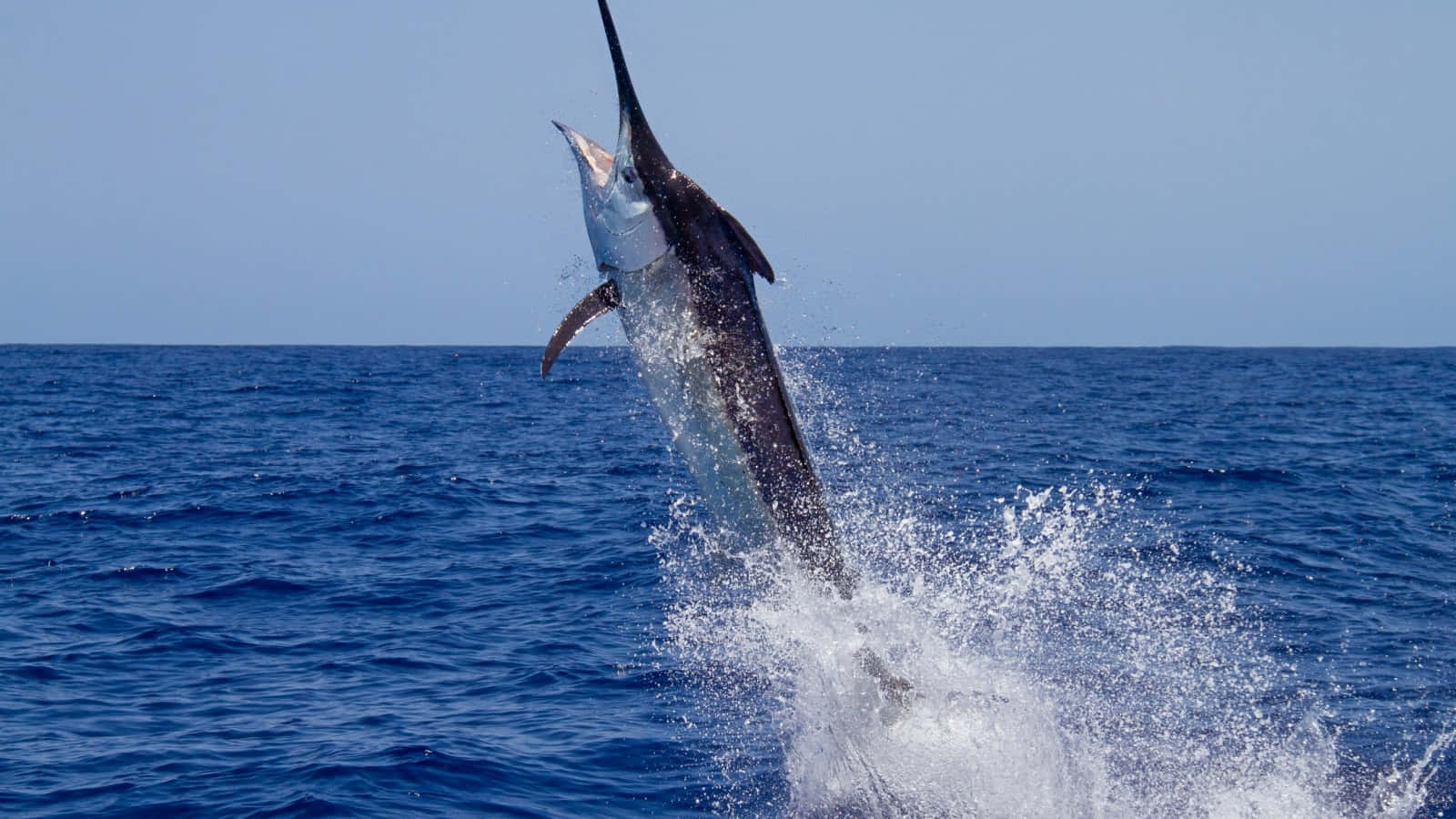 Leaping Marlin Blue Ocean Background