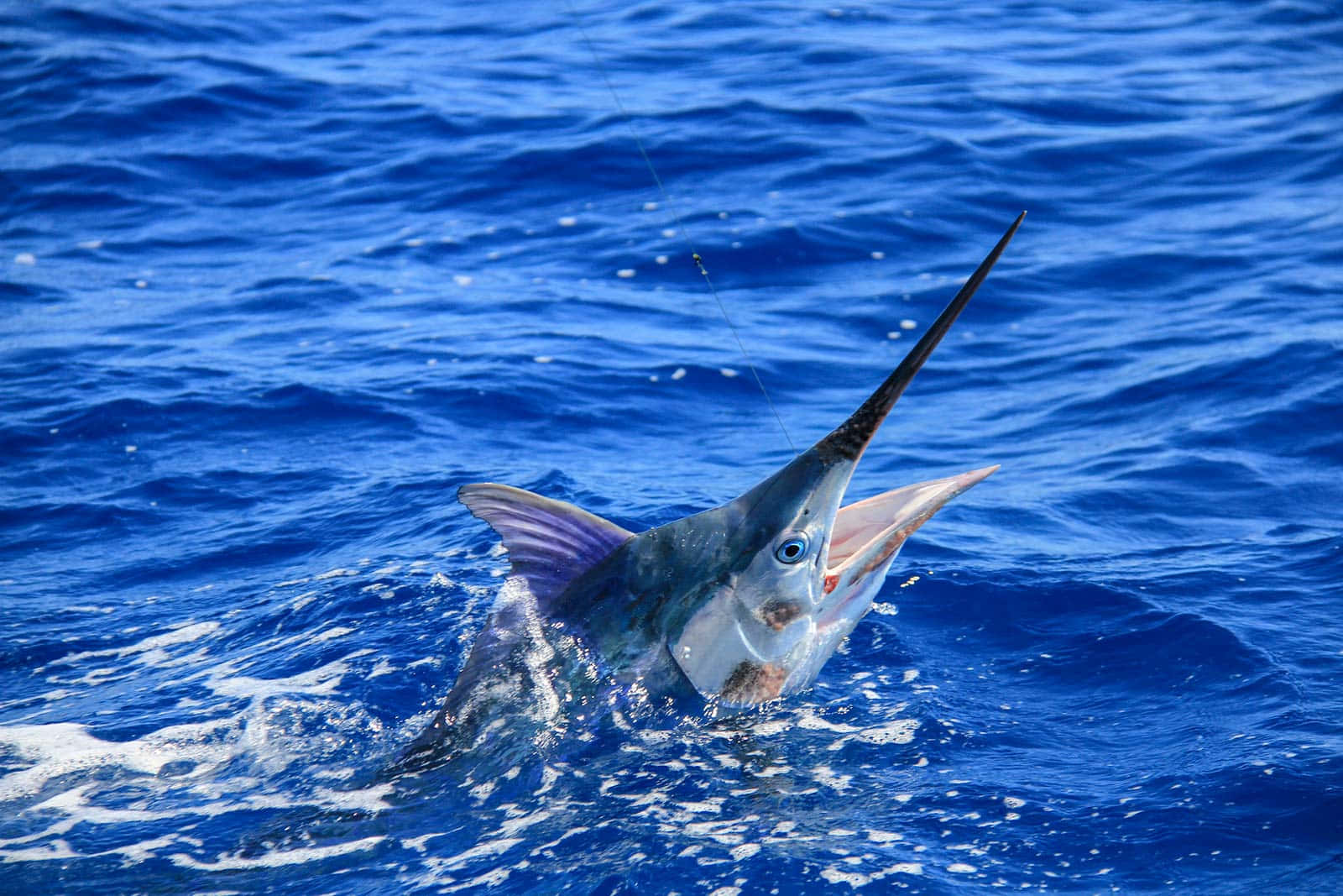 Leaping Marlin Blue Ocean Background