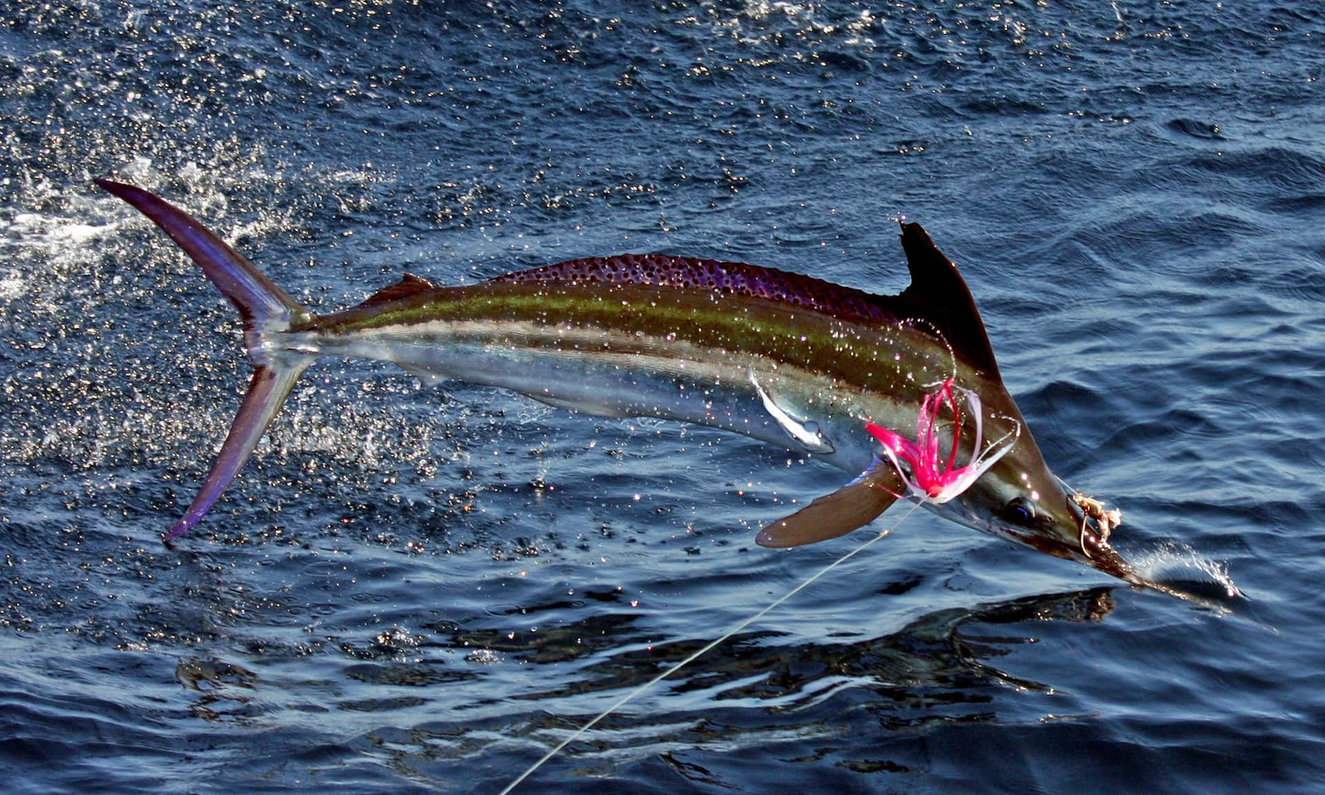 Leaping Marlin Caughton Line Background