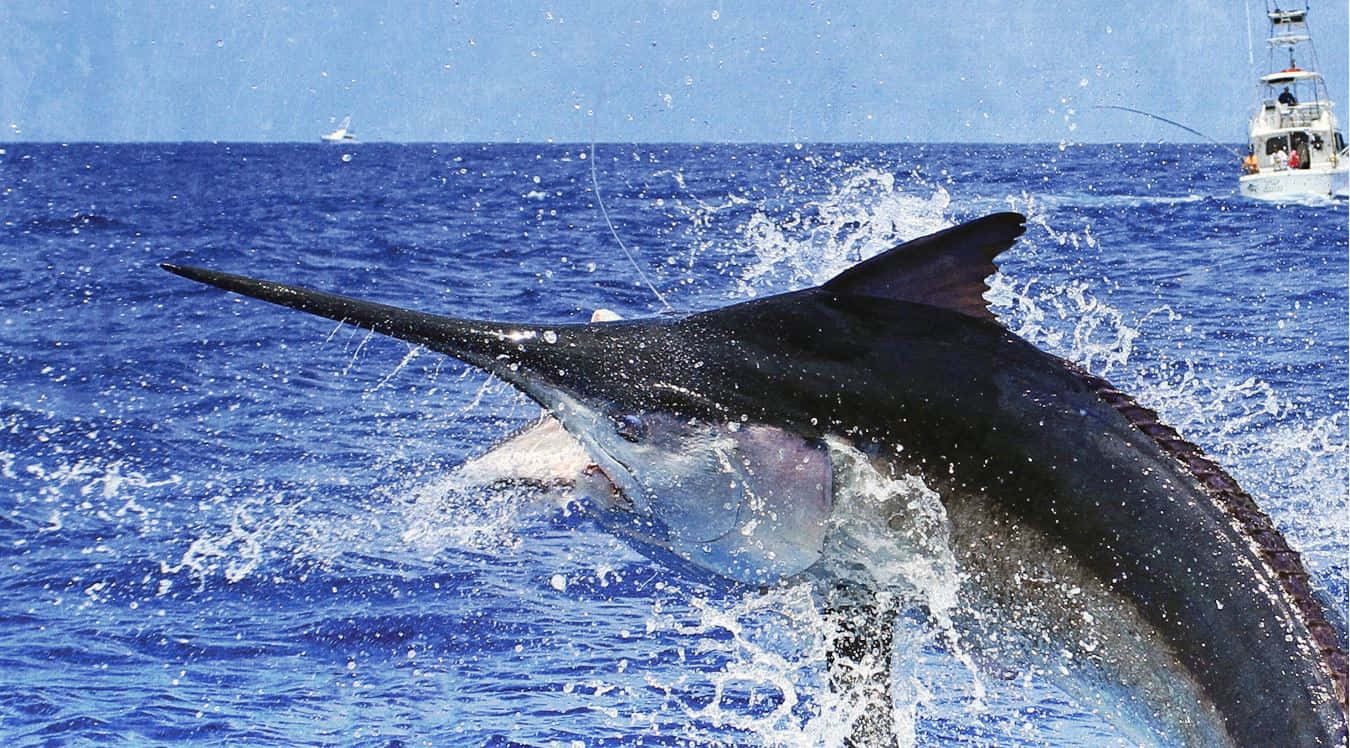 Leaping Marlin Deep Sea Fishing Background